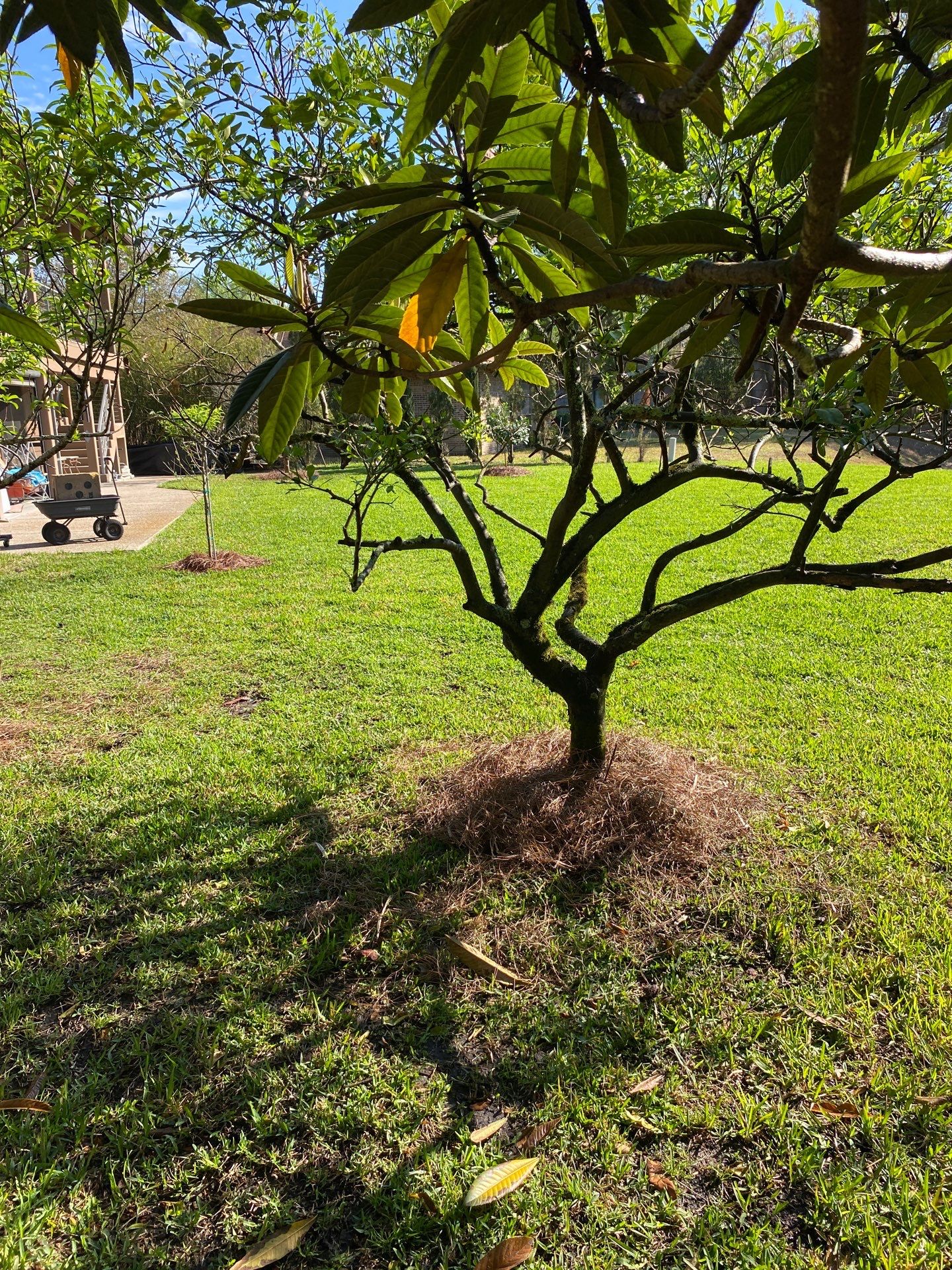 Deerwood Resident | Landscaping by ProGreen Services