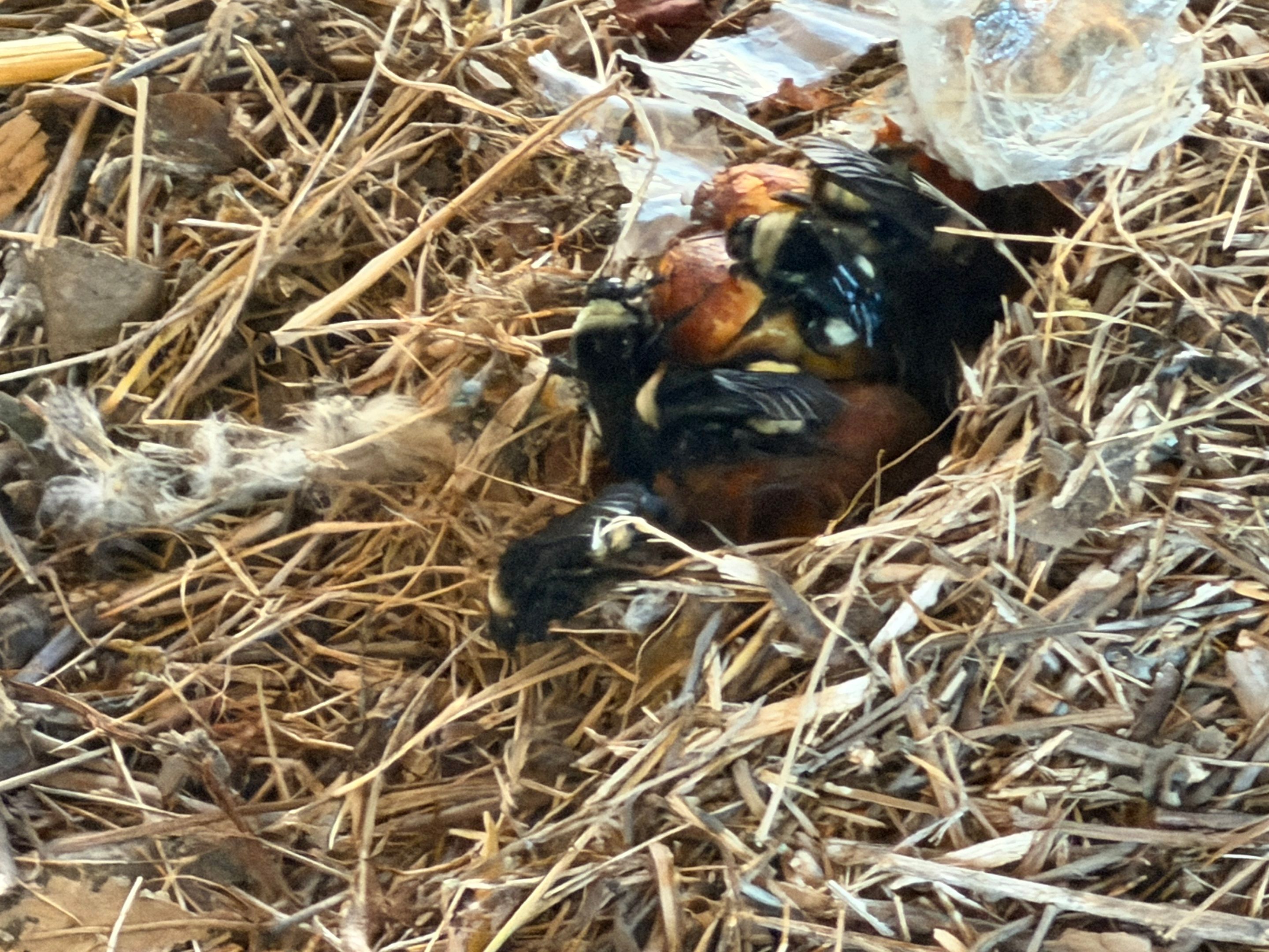 Bumble Bees in a Garage by Rockwall Honey Bee Company