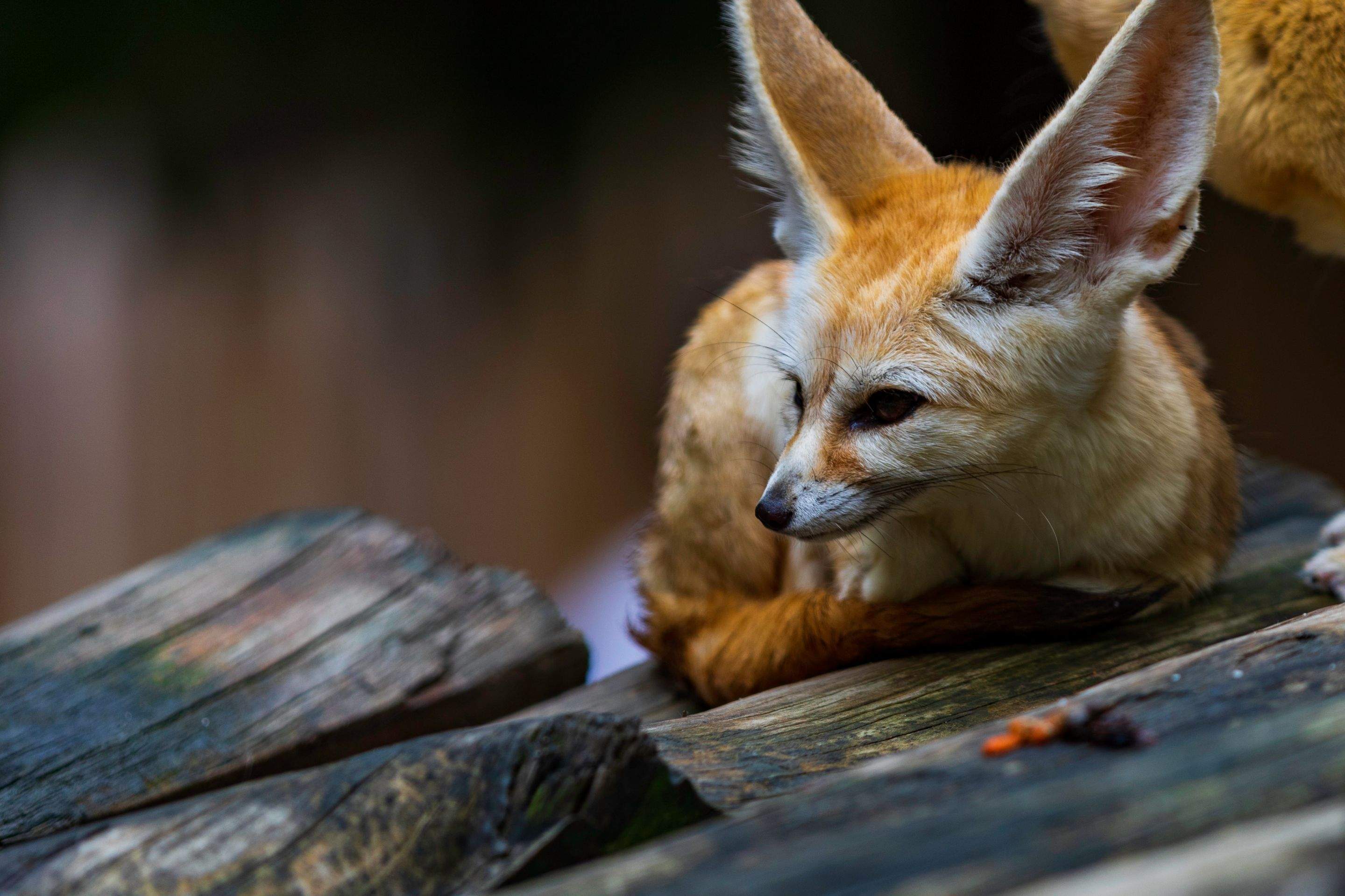 Animals using Ruby by CompanyCam