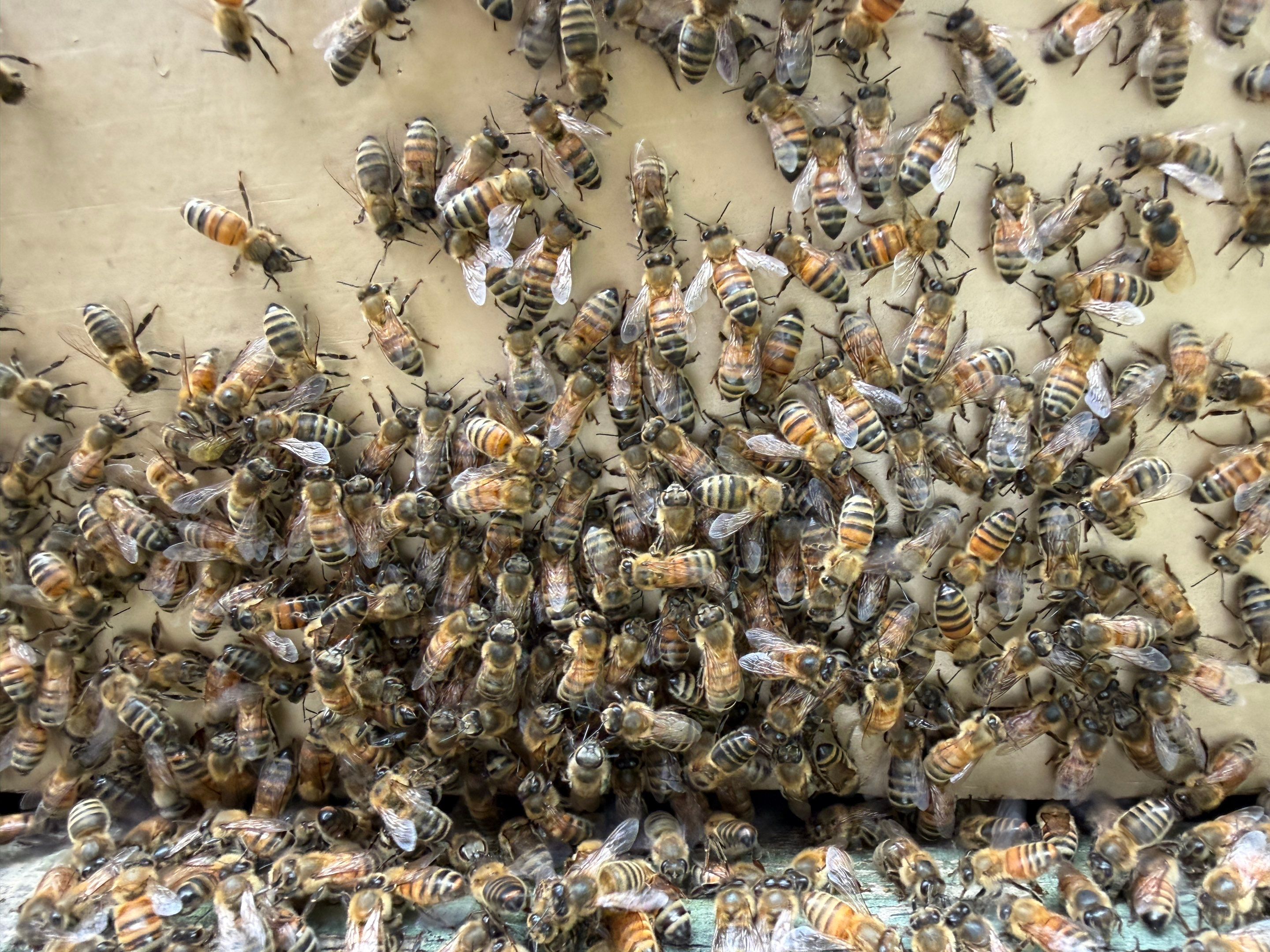 Sunnyvale’s Happiest Apiary by Rockwall Honey Bee Company