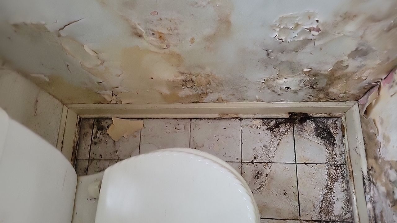 Mold Remediation by Accountable Home Services