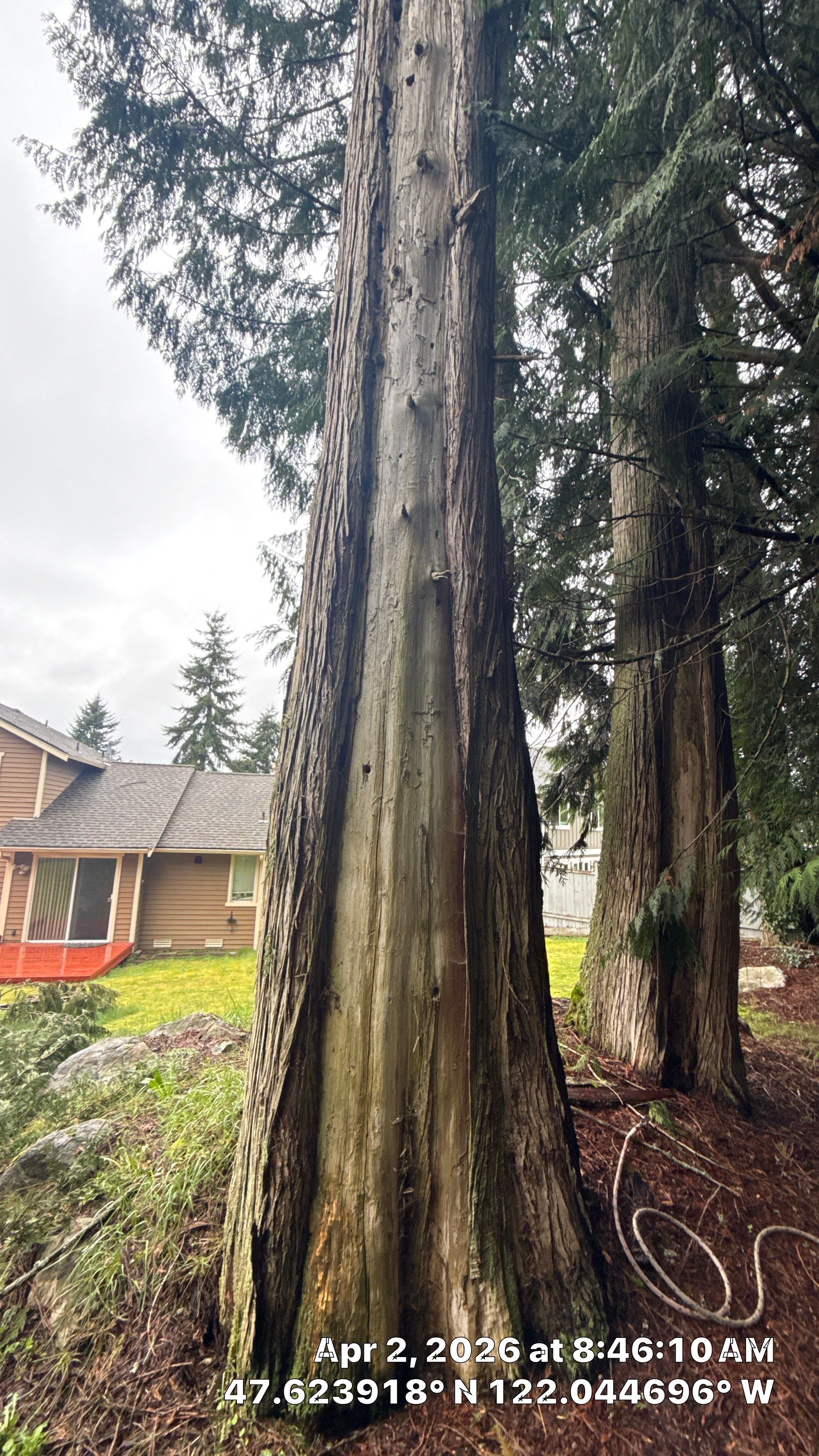 Emergency Tree Removal and Storm Cleanup in Sammamish by Sound Tree Care LLC
