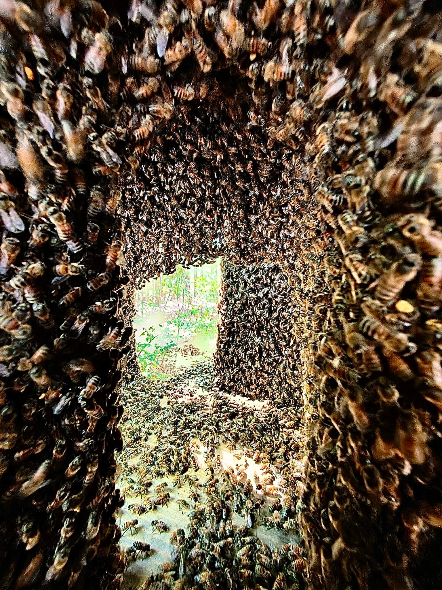 Tree Farm Apiary by Rockwall Honey Bee Company