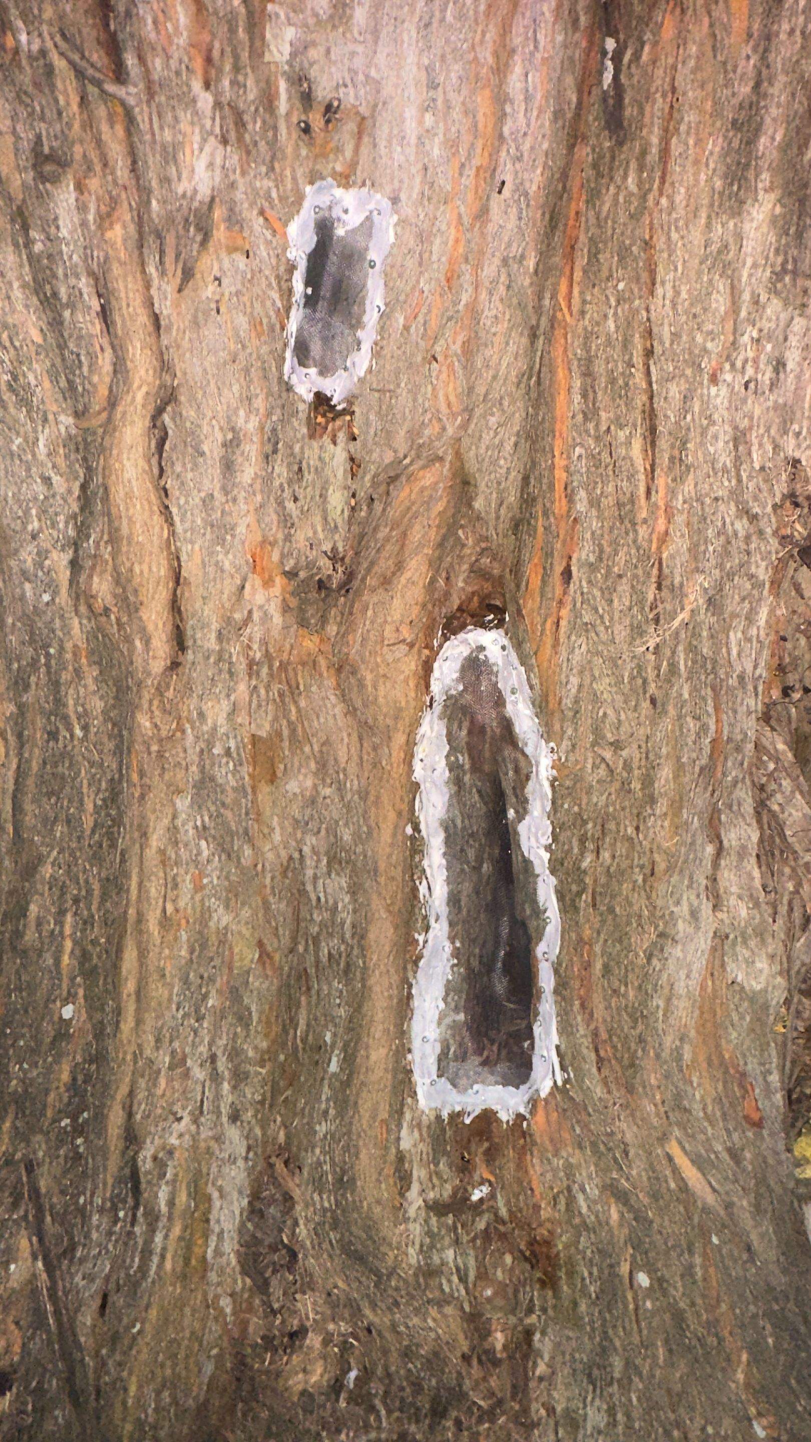 Huge Tree by Rockwall Honey Bee Company