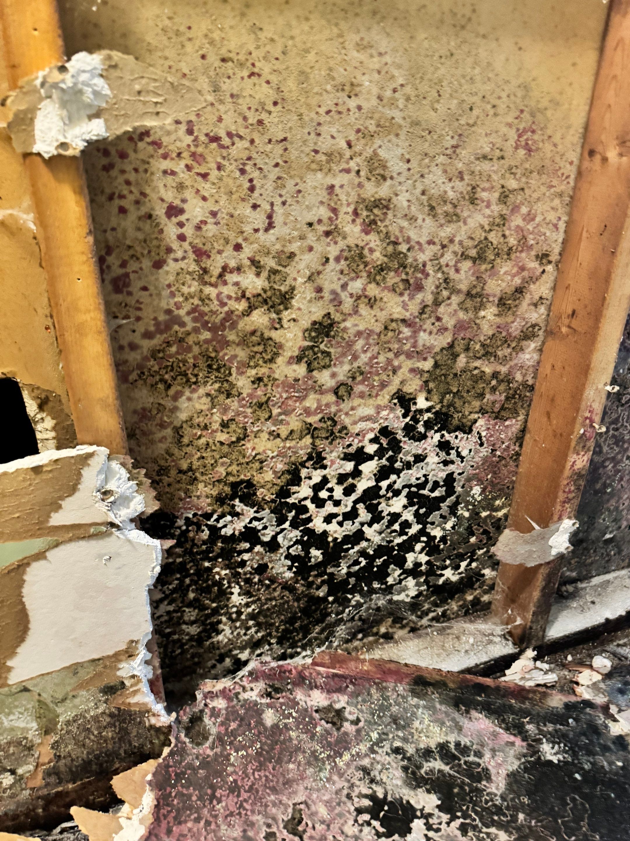 Mold Remediation Project by Chicagoland Water Medics