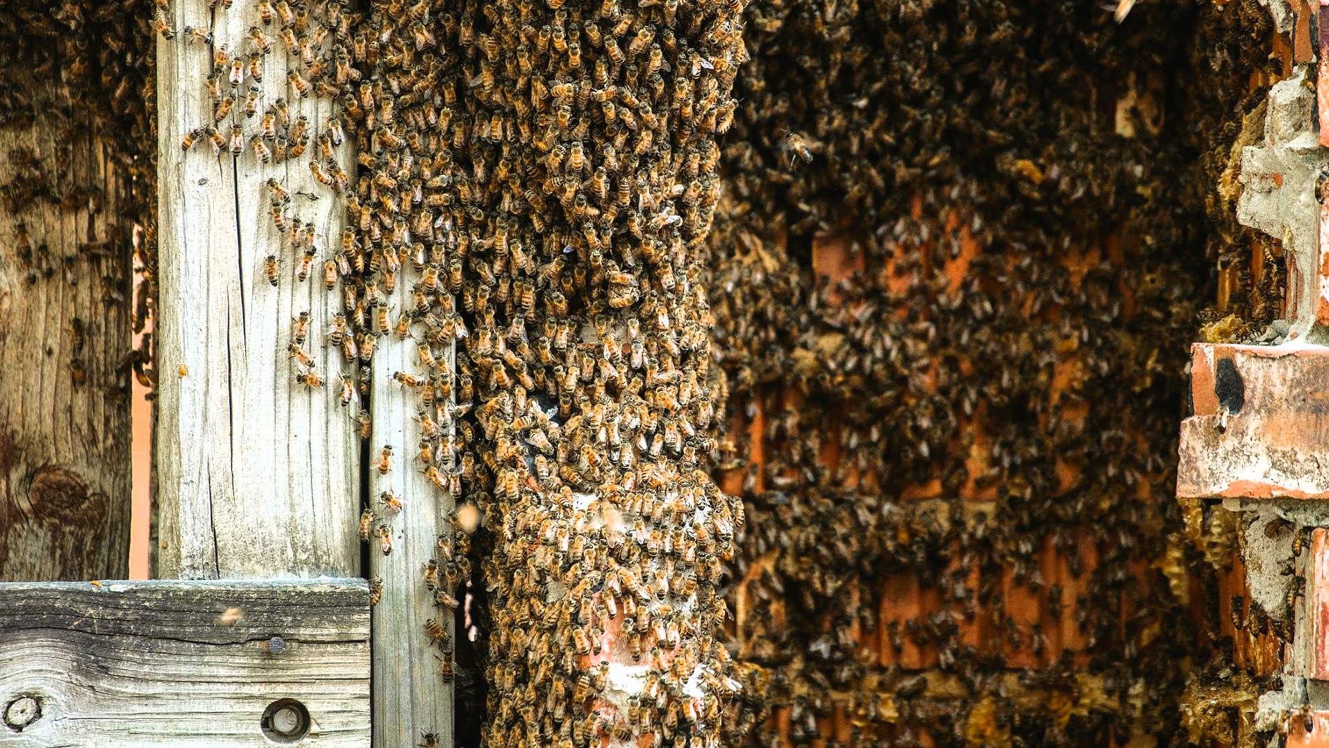 Brick Column by Rockwall Honey Bee Company