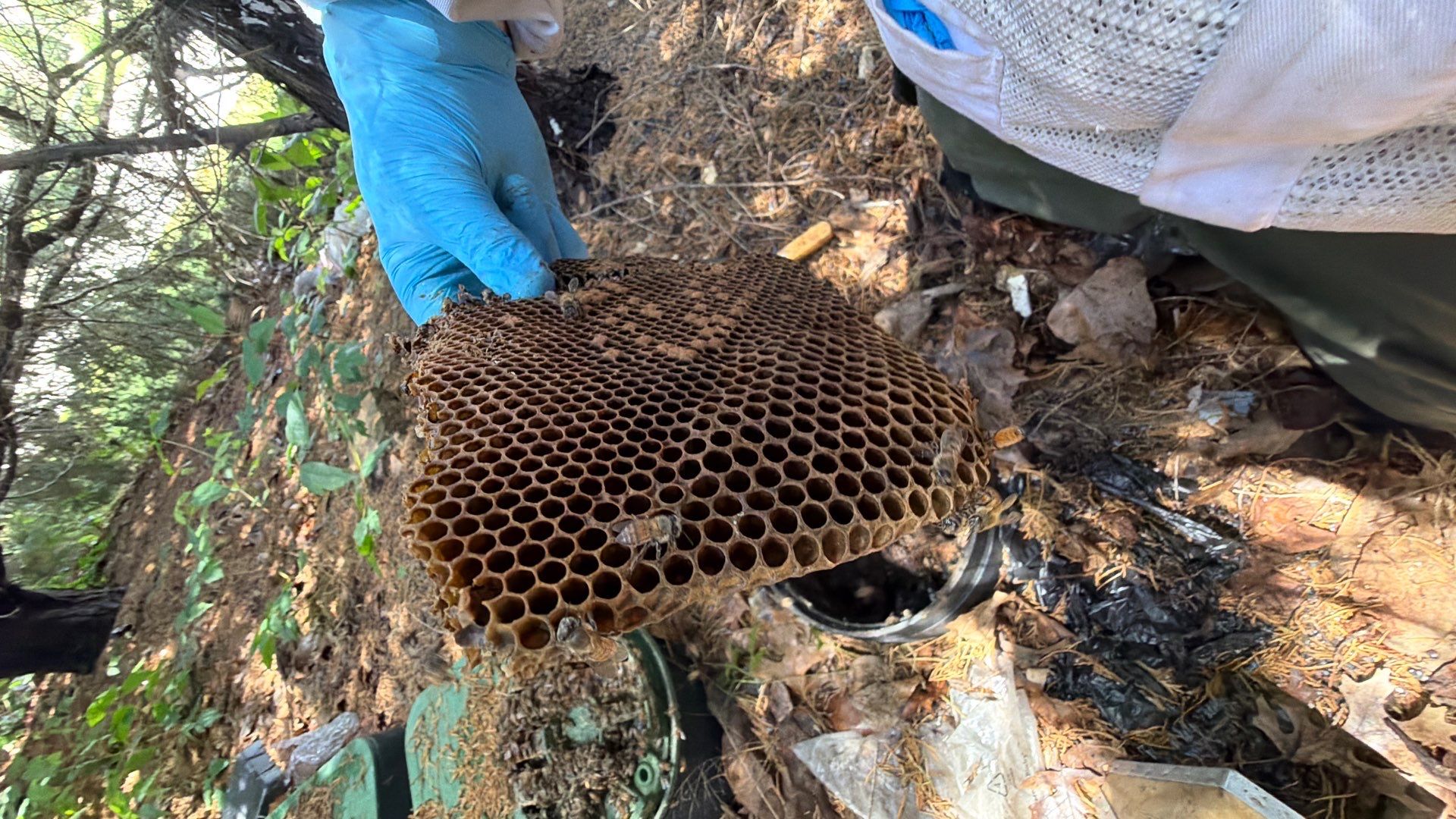 Mossy Mystery Bees by Rockwall Honey Bee Company