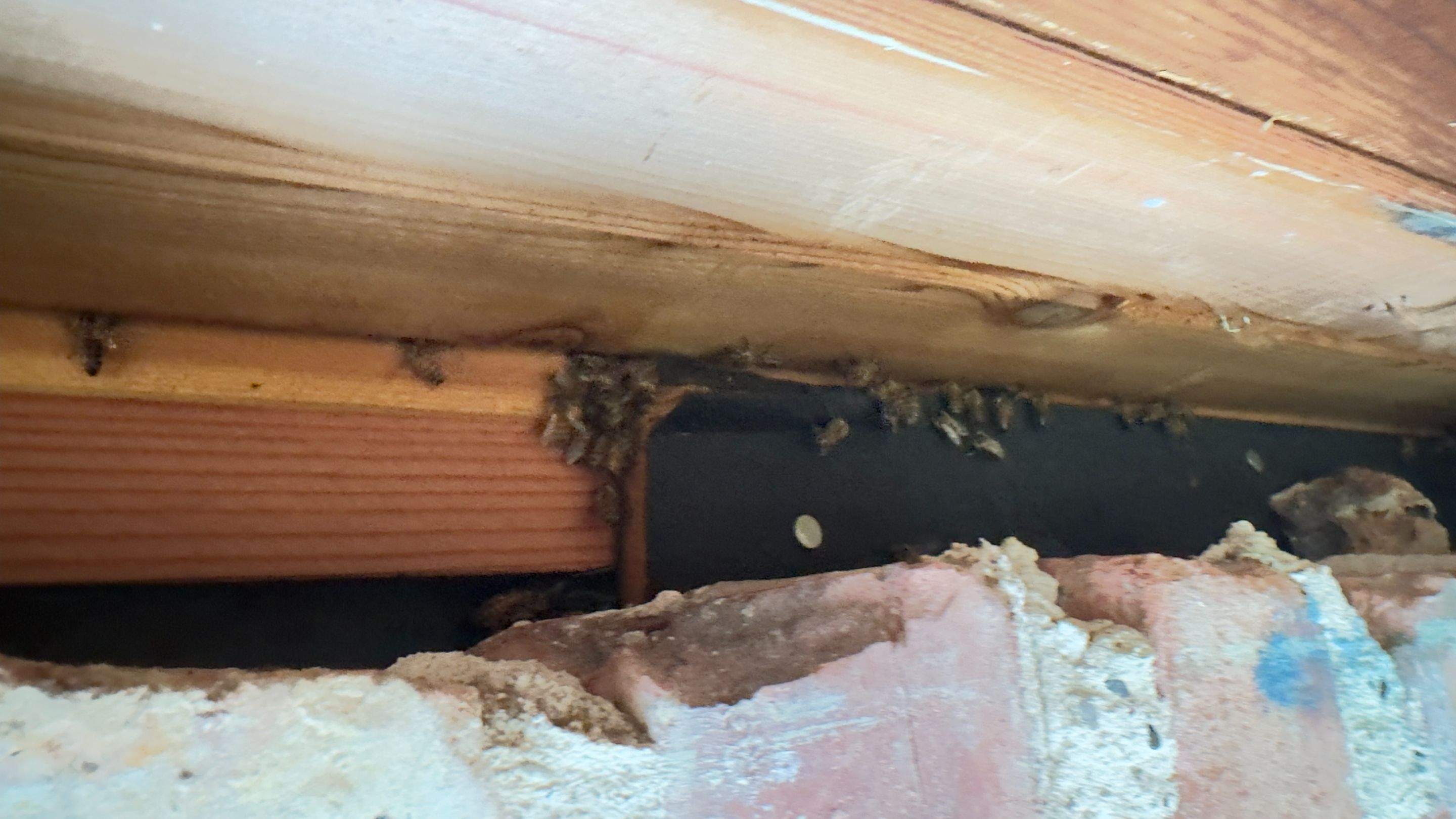 Quality Reset by Rockwall Honey Bee Company