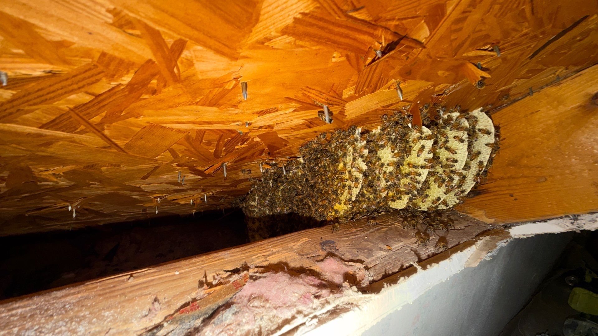 Kitchen ceiling bees by Rockwall Honey Bee Company