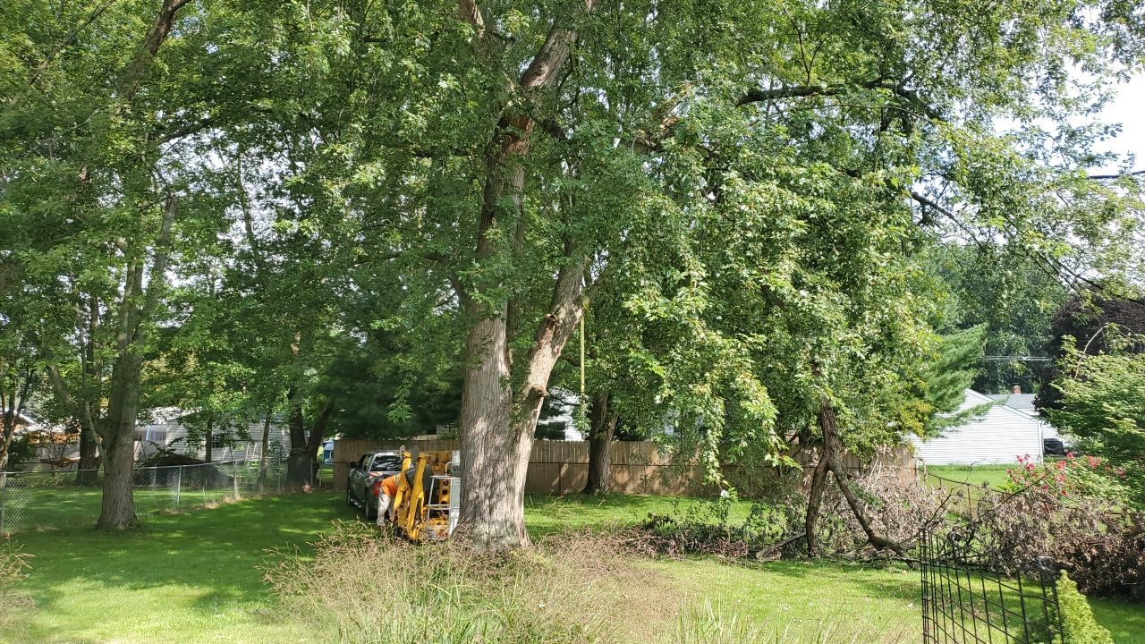 Tree Removal by Mike Jones & Sons Tree Service LLC 