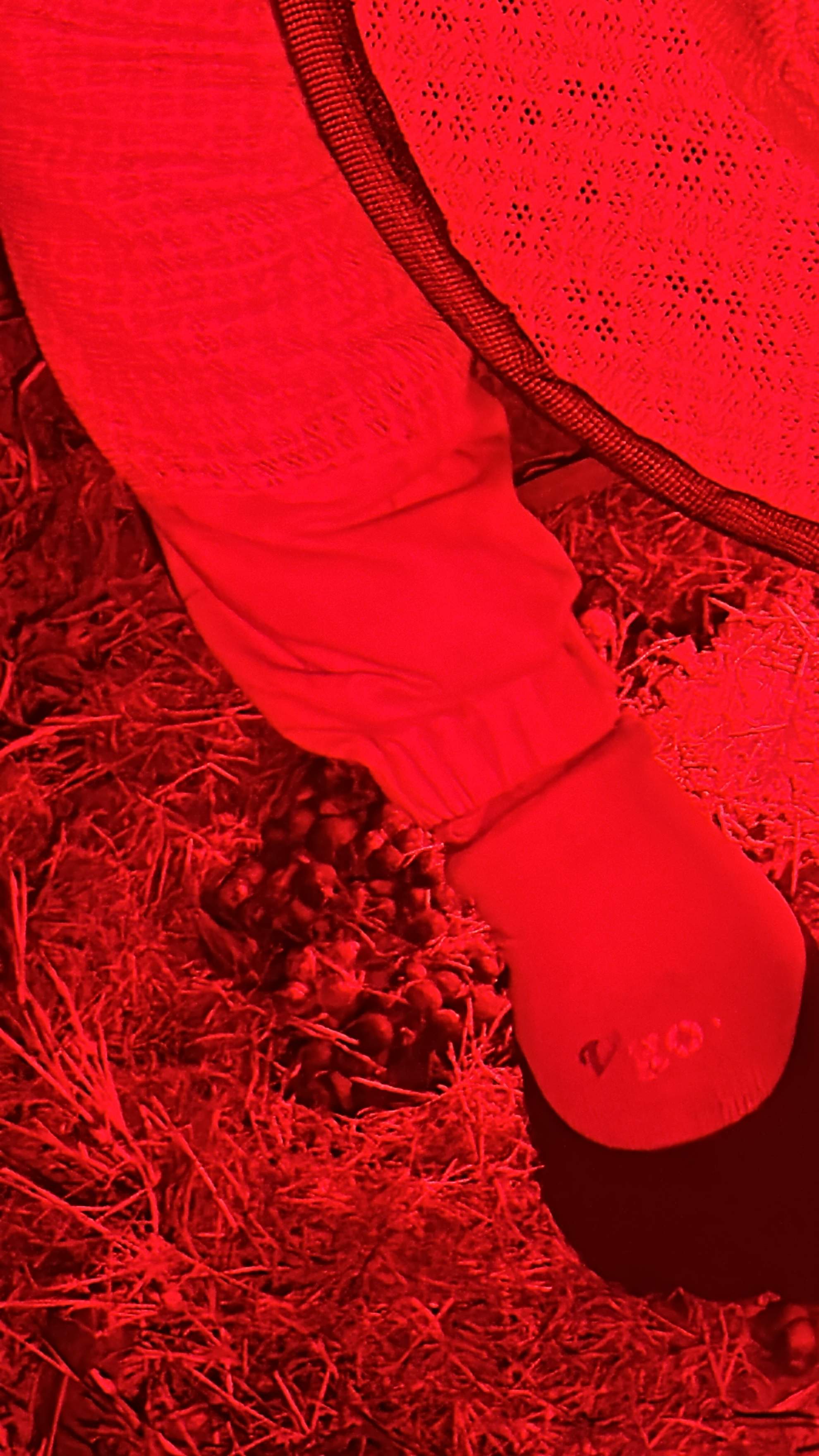 Bumblebees! by Rockwall Honey Bee Company