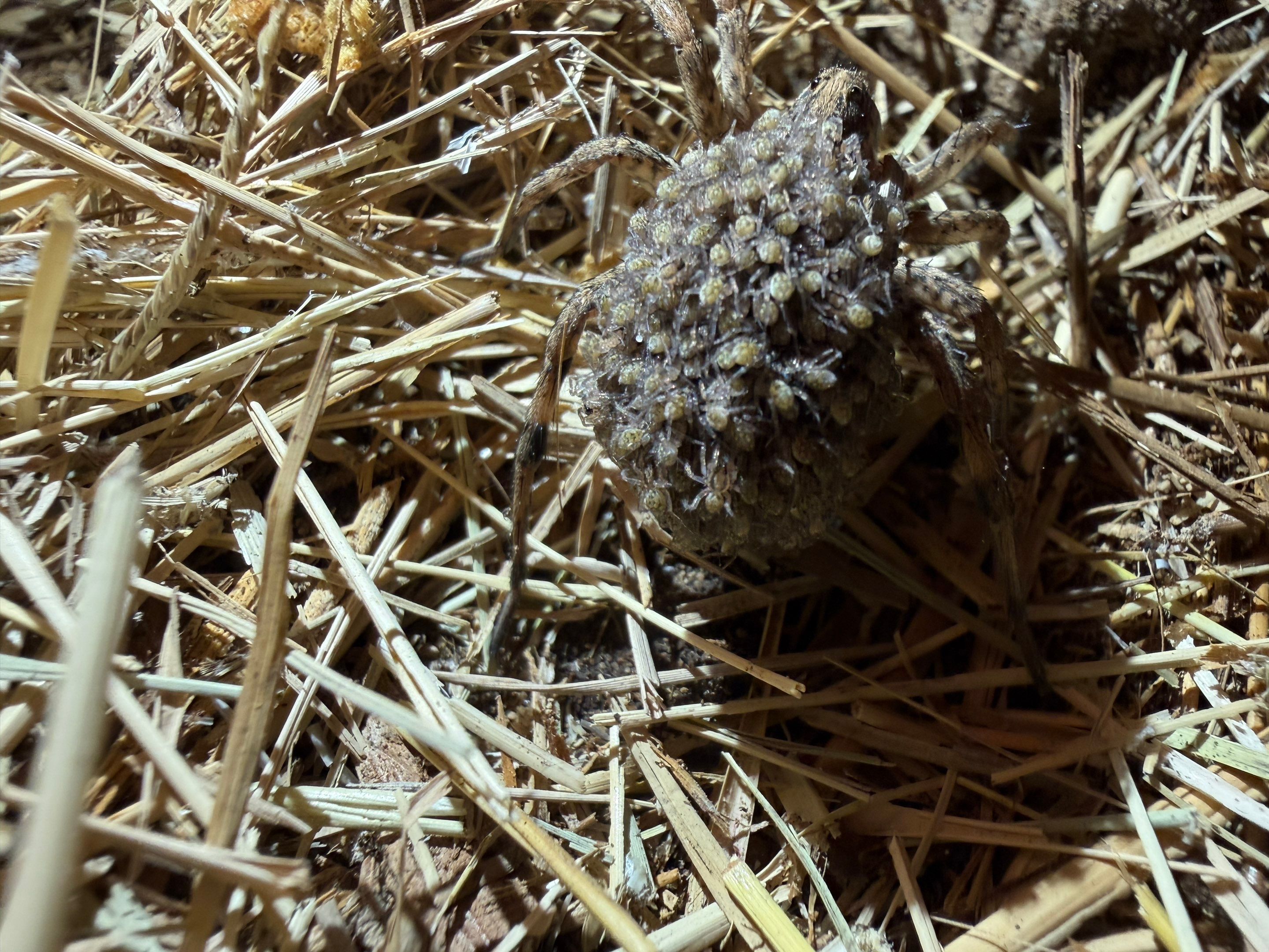 Haystack Bumblebees by Rockwall Honey Bee Company