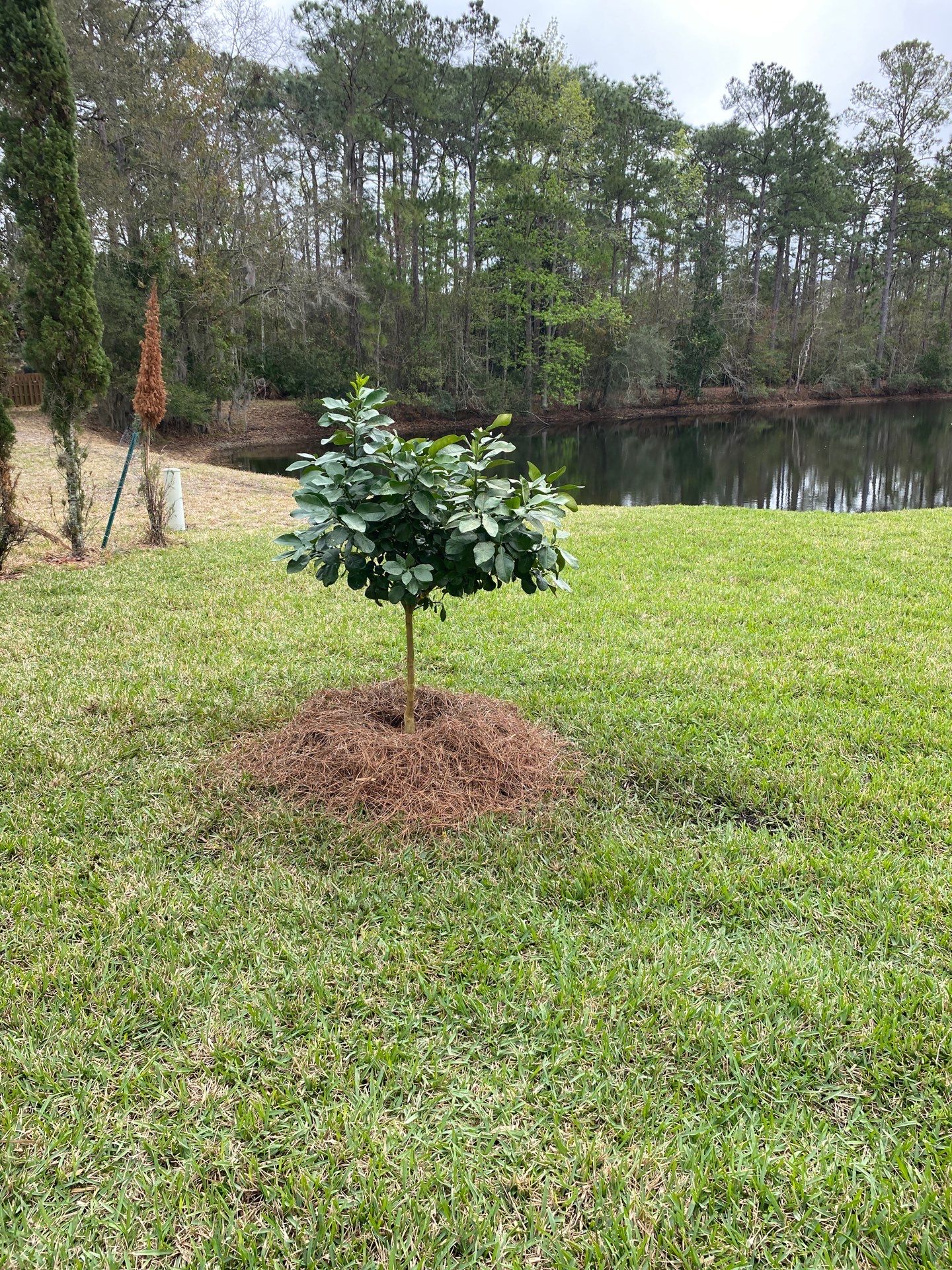 Deerwood Resident | Tree Install by ProGreen Services