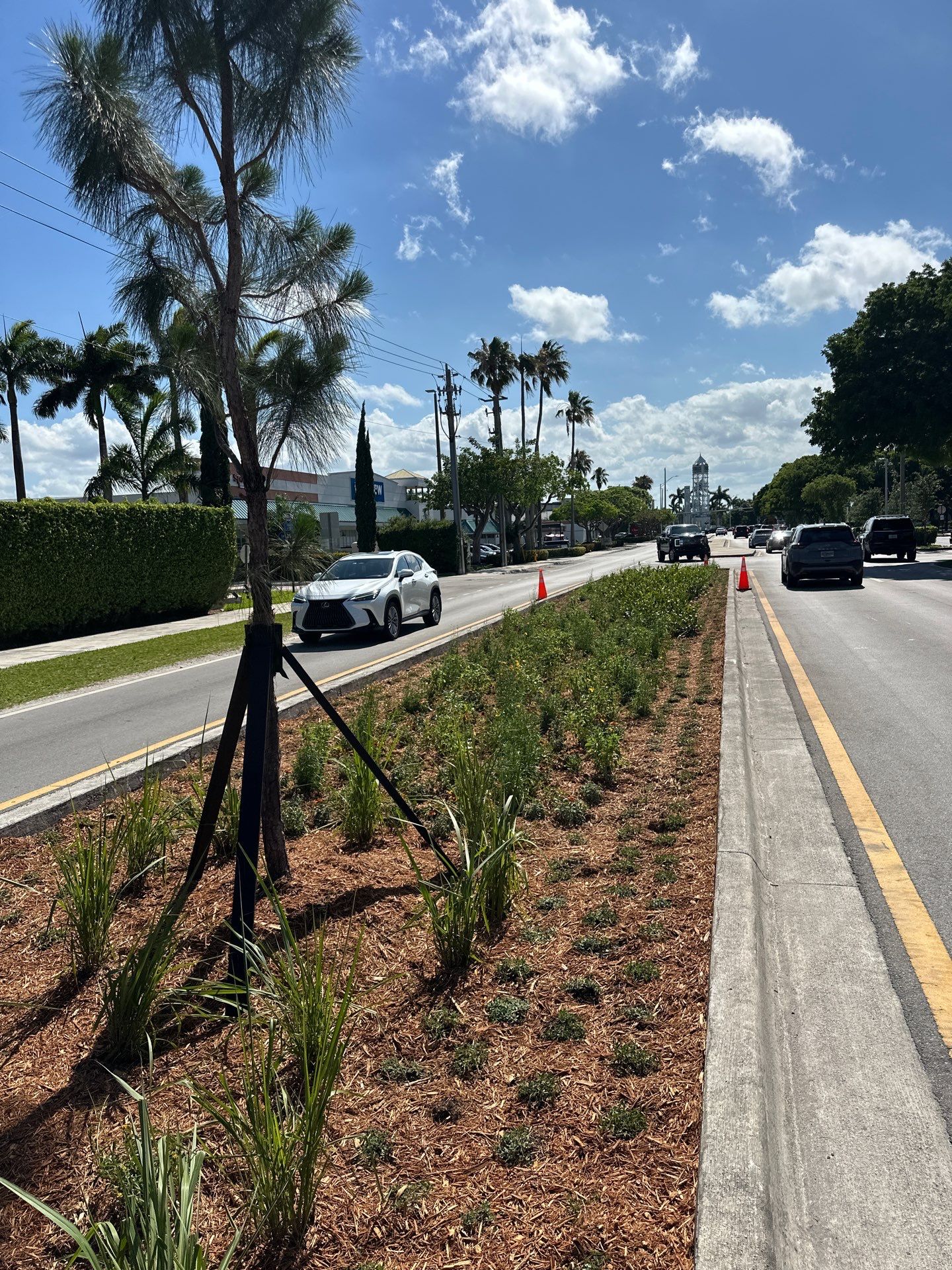 Pinecrest Median - New Native Landscape by Nature's Dream by Nature's Dream Landscape and Tree Service