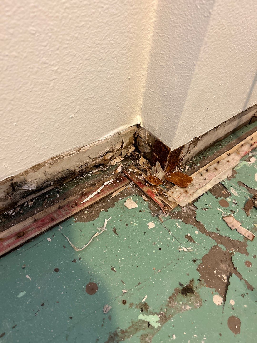 Mold Remediation by Accountable Home Services