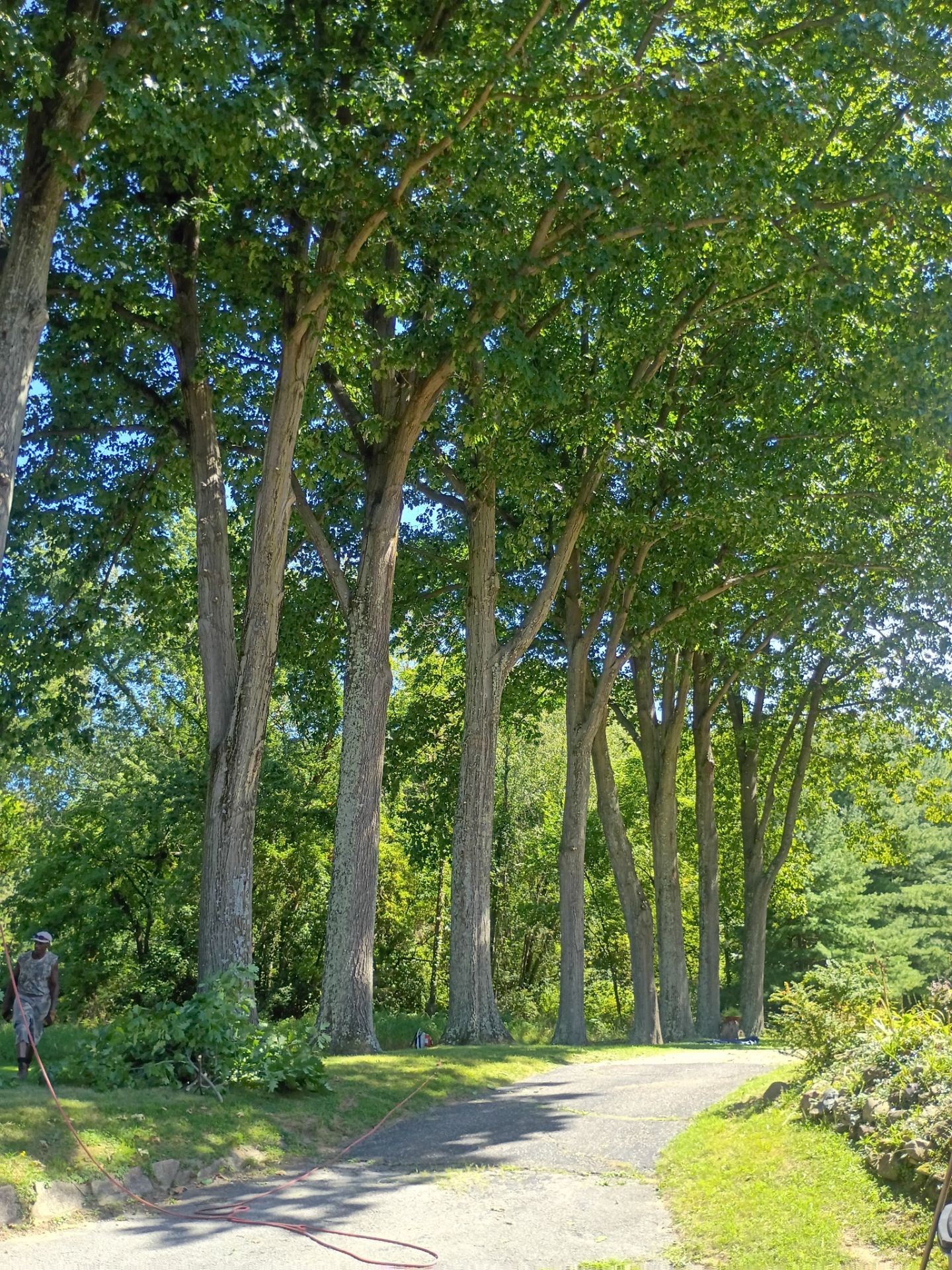 Tree Trimming & Tree Removal in Akron Ohio by Mike Jones & Sons Tree Service LLC 