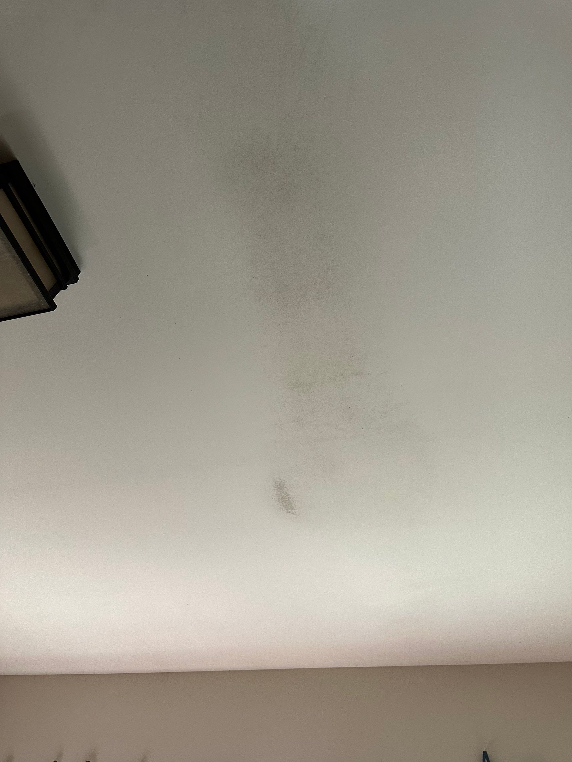 Mold on the office cieling by BlueRed Restoration