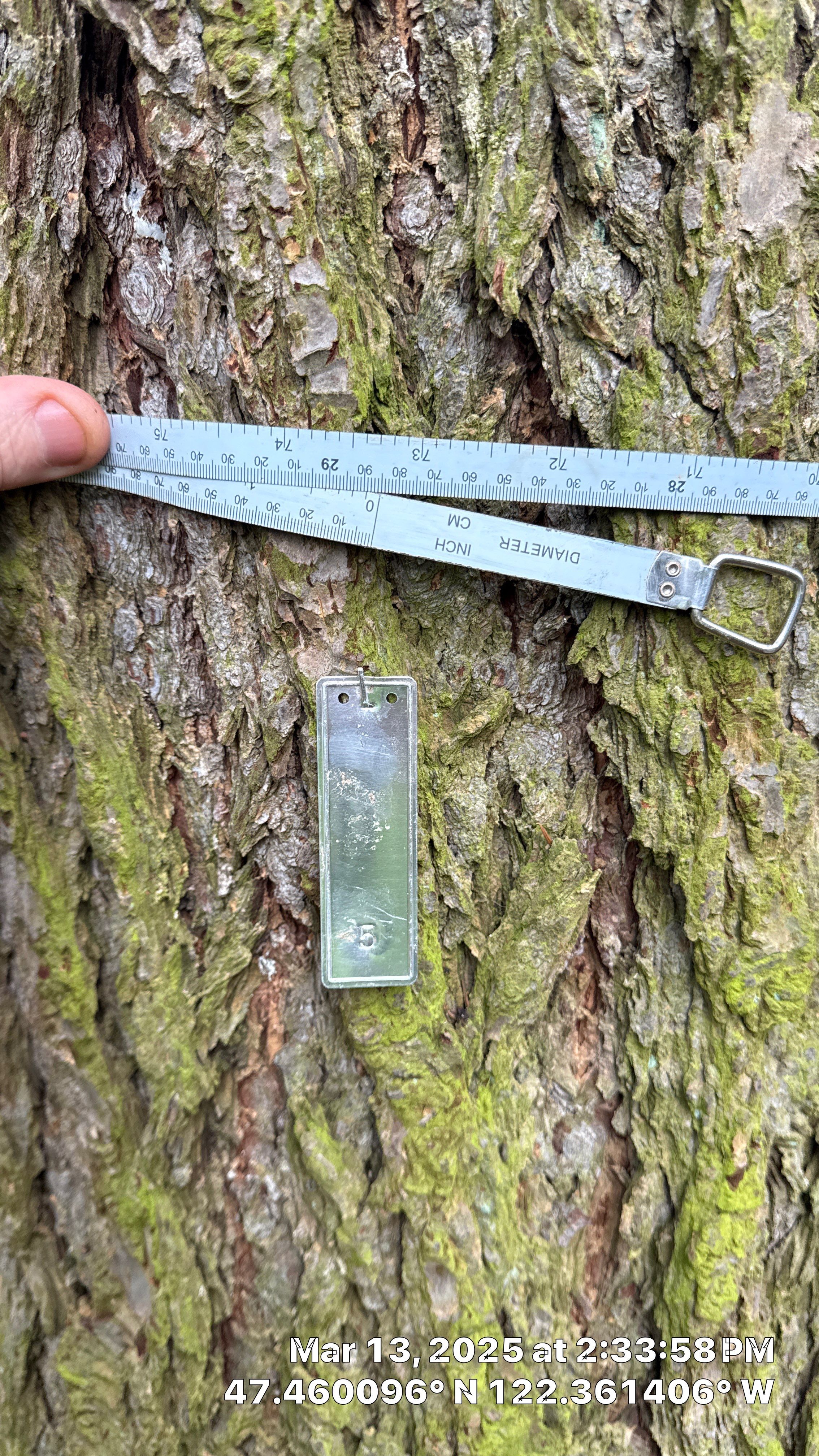 π Arborist Reporting & Tree Surveying β Code Compliance Project by Sound Tree Care LLC