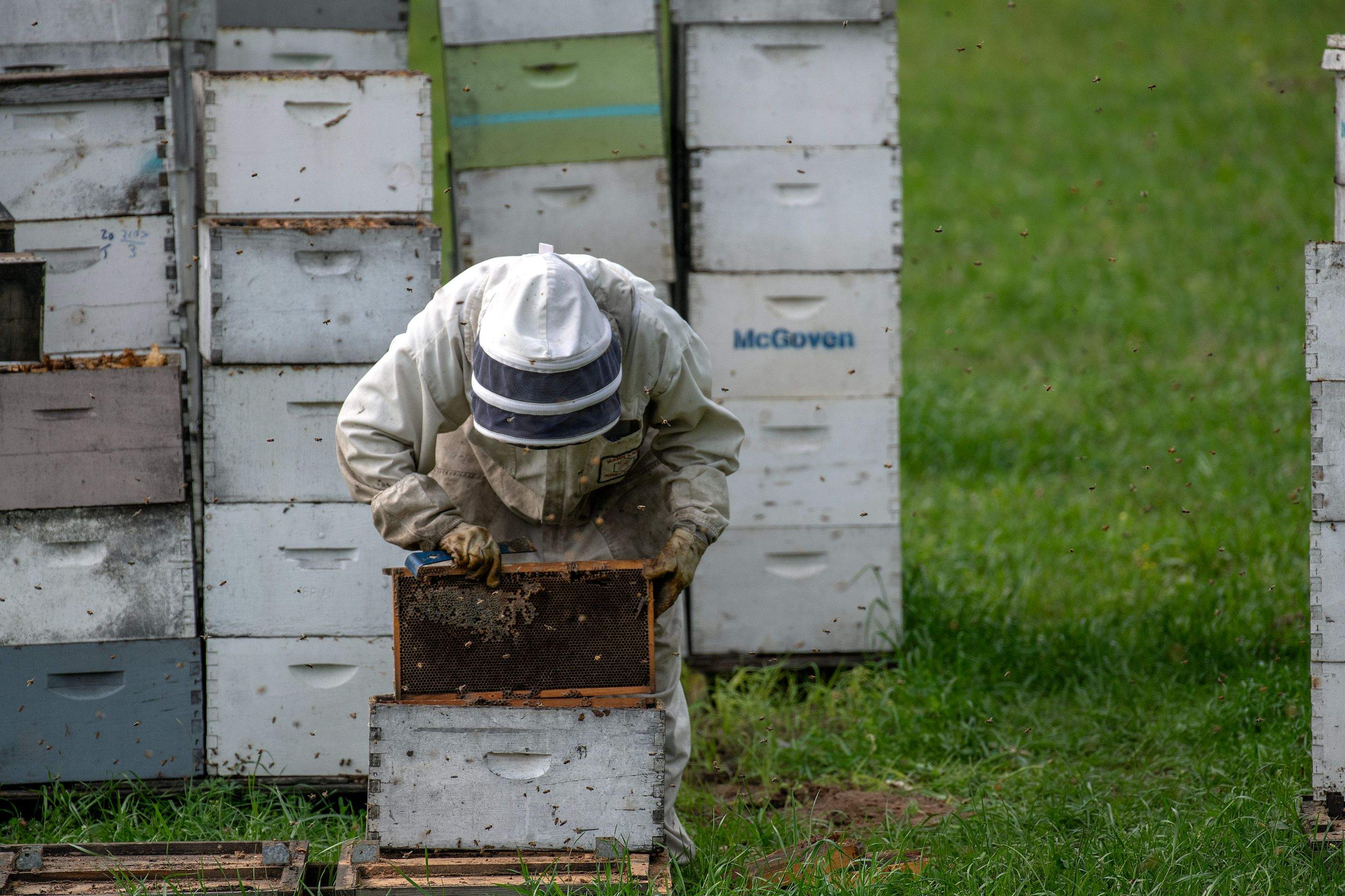 Splits in East Texas by Rockwall Honey Bee Company