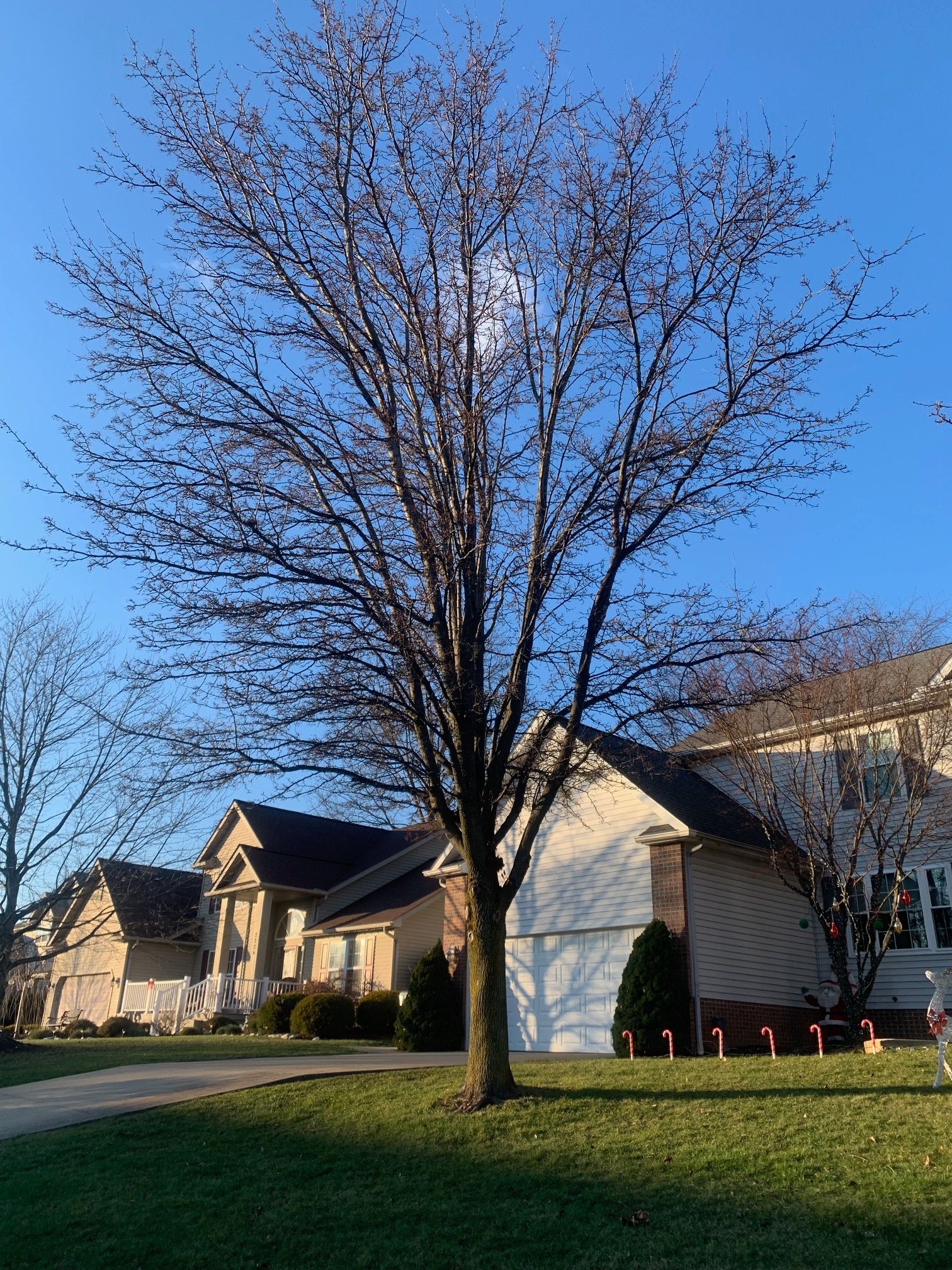 Tree Removal using Tree Removal by Mike Jones & Sons Tree Service LLC 