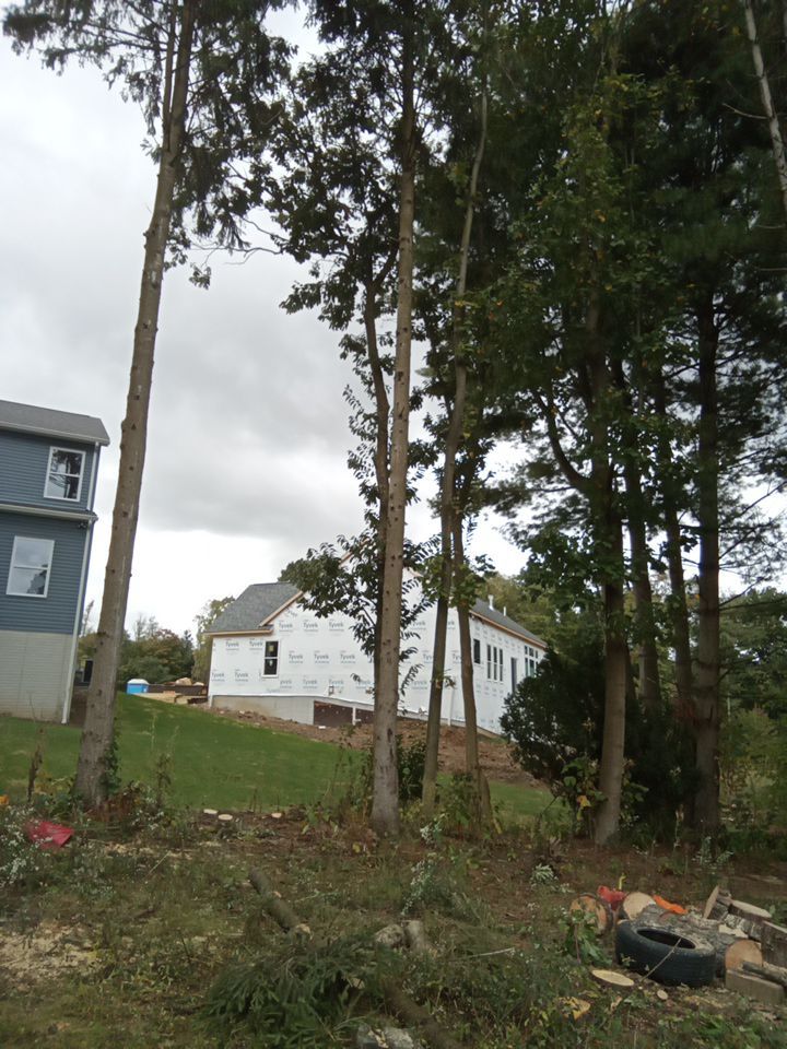 Tree Removal using Tree Removal by Mike Jones & Sons Tree Service LLC 