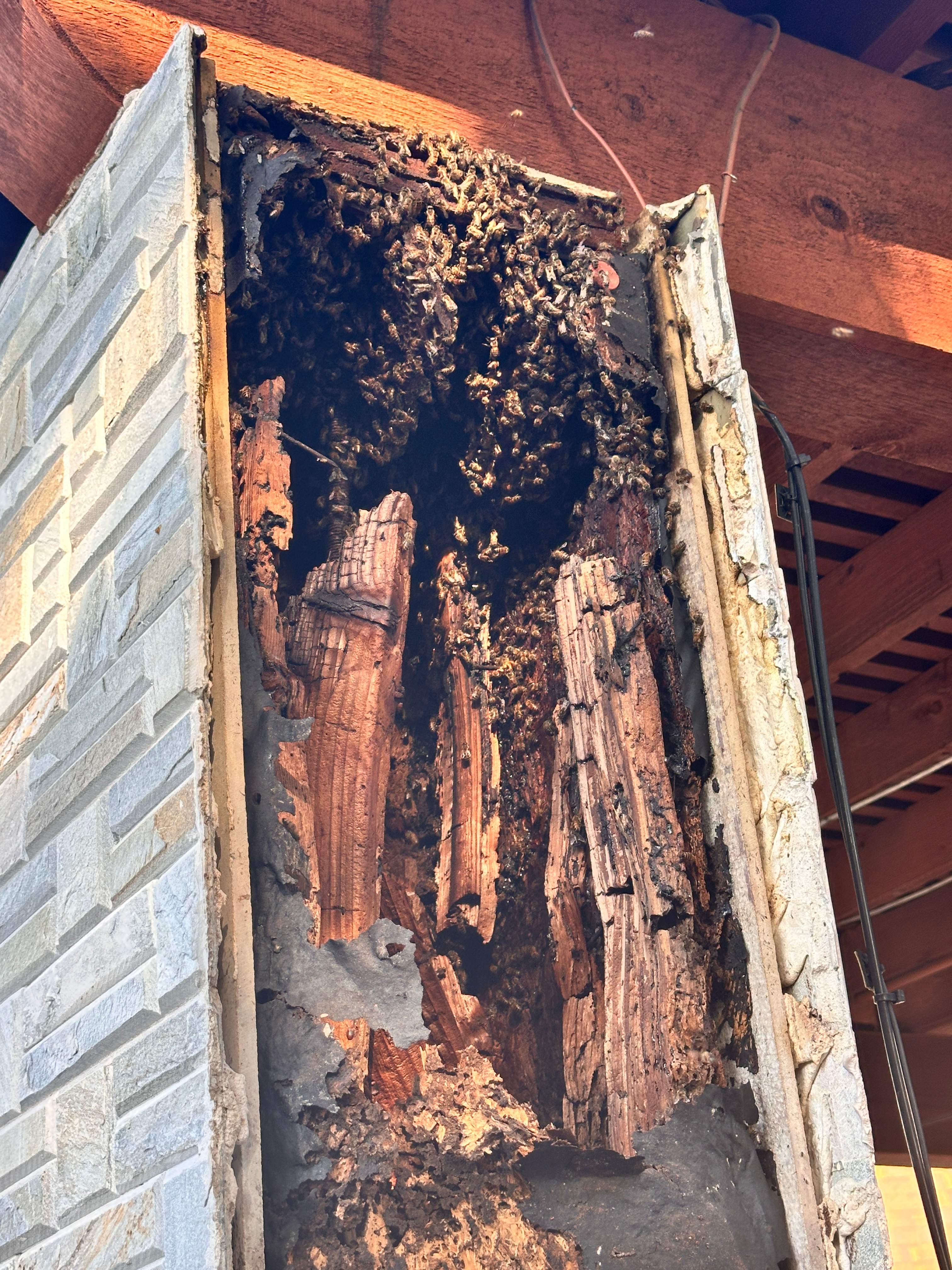 Scary Pergola by Rockwall Honey Bee Company