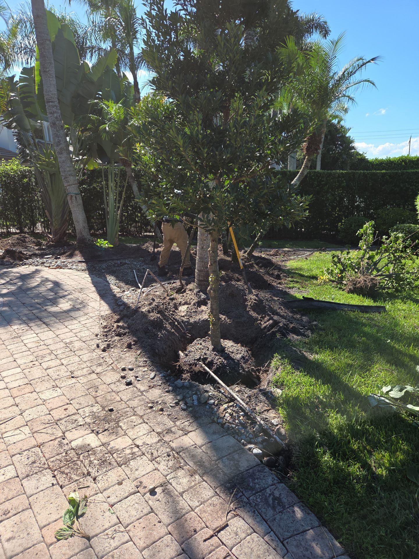 Hammock Creek Estate | Phase 1 – The Art of Precision Removal by Alpha Zeta Enterprises Inc