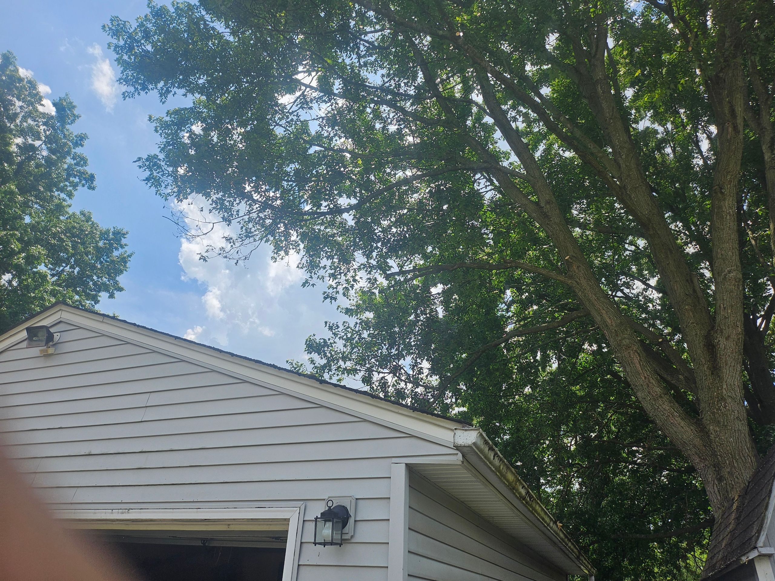 Tree Trimming using Tree Pruing by Mike Jones & Sons Tree Service LLC 