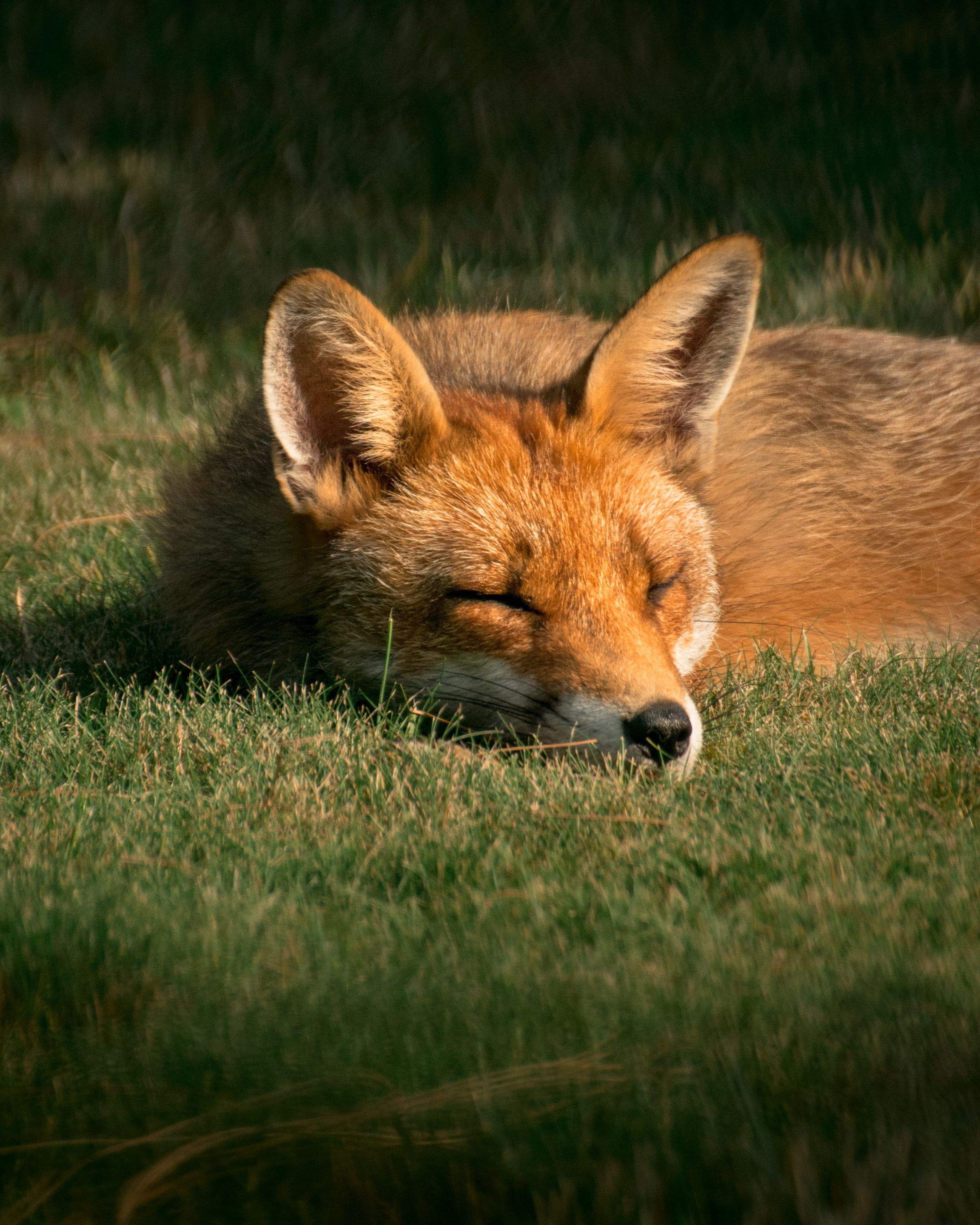 Animals using Ruby by CompanyCam