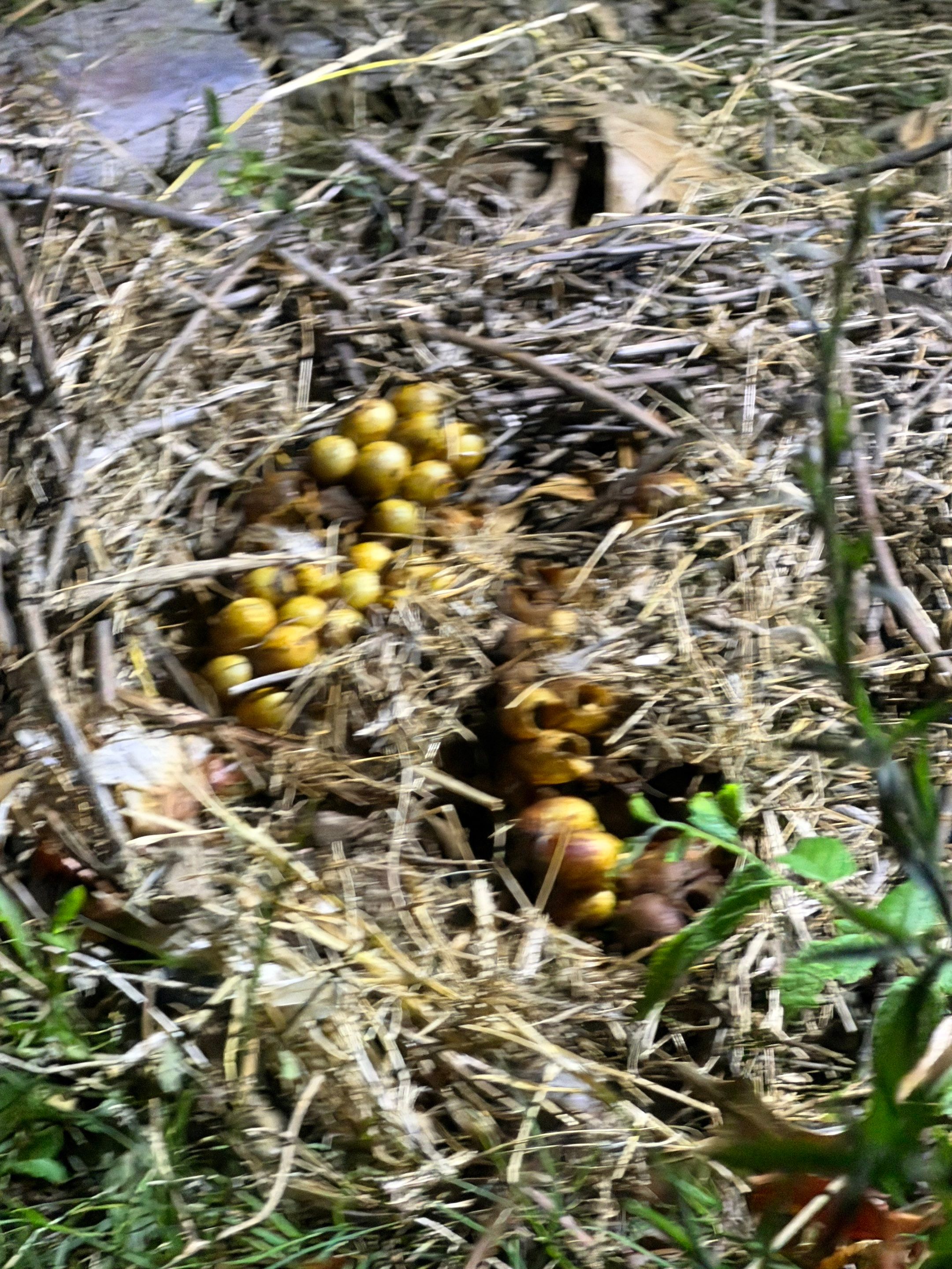 Bumble Bees in a Garage by Rockwall Honey Bee Company