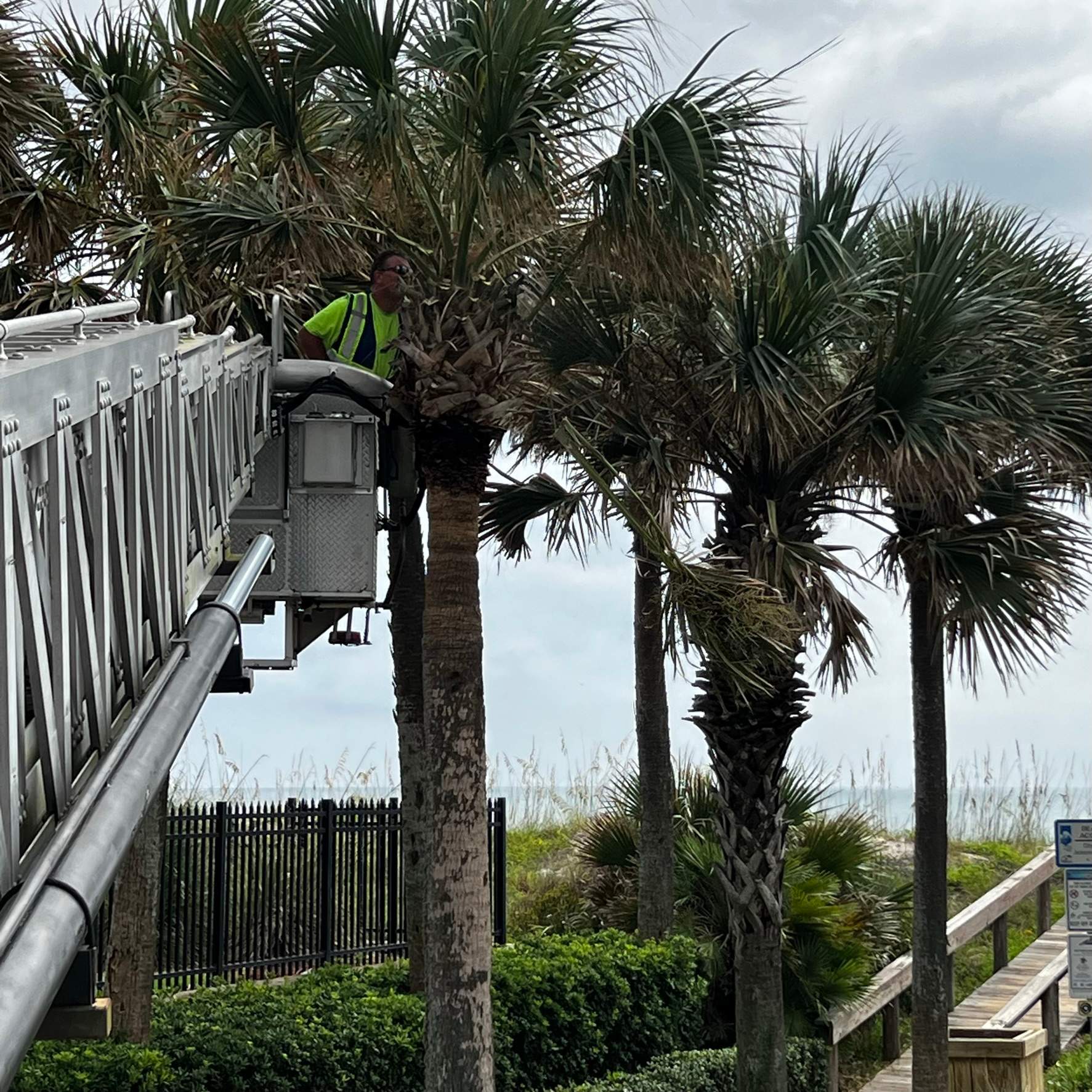 Palm Trimming | Landmark Condominiums by ProGreen Services