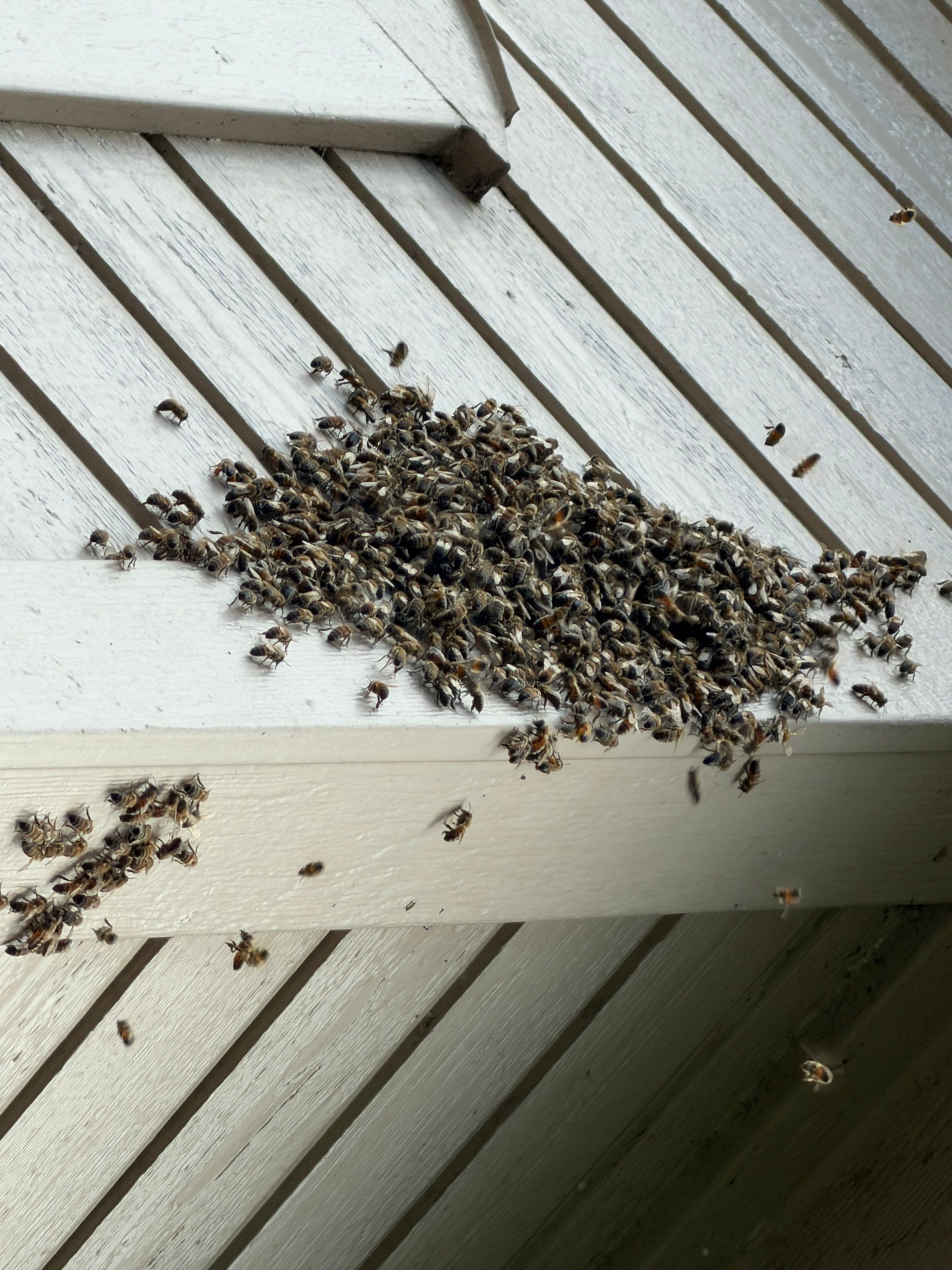 Project in Heath, TX by Rockwall Honey Bee Company
