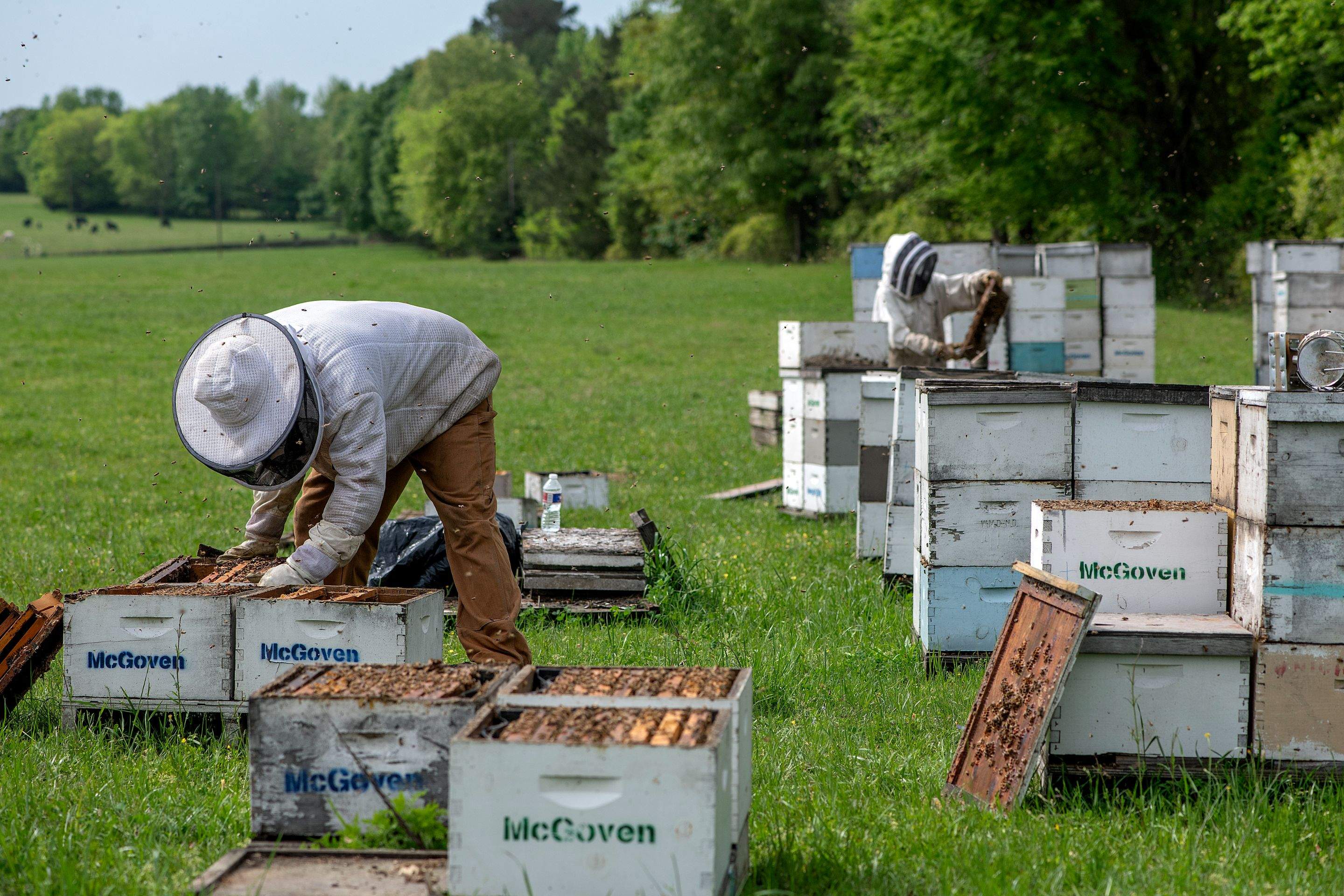 Splits in East Texas by Rockwall Honey Bee Company