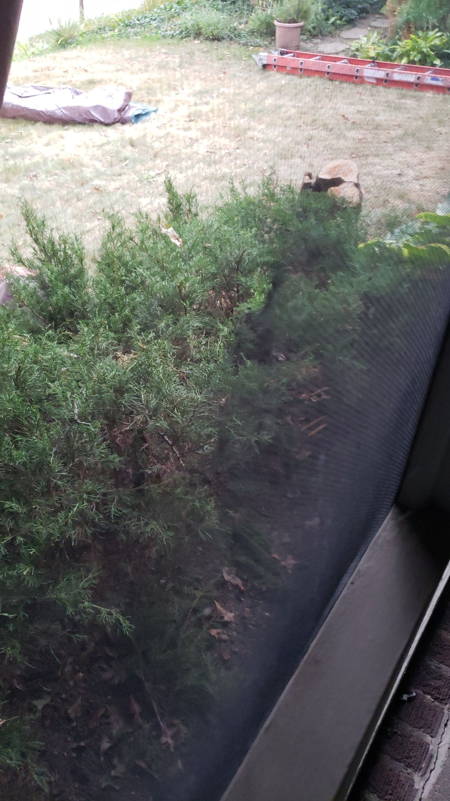 Atlas Pinnacle Pristine Scotchgard: Black Drip Edge: Black by Eagle Eye Roofing