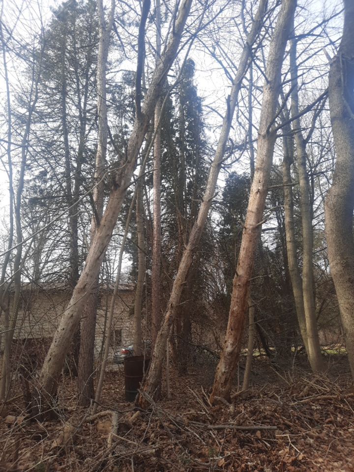 Tree Removal using Tree Removal by Mike Jones & Sons Tree Service LLC 