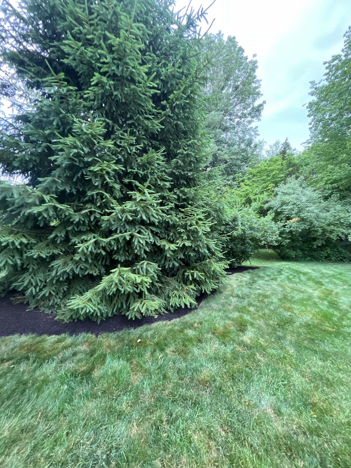 Comprehensive Shrub and Ornamental Bed Maintenance in Basking Ridge by Ants Plants