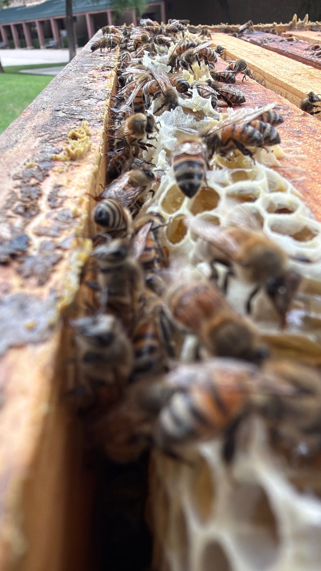 Allen Company by Rockwall Honey Bee Company