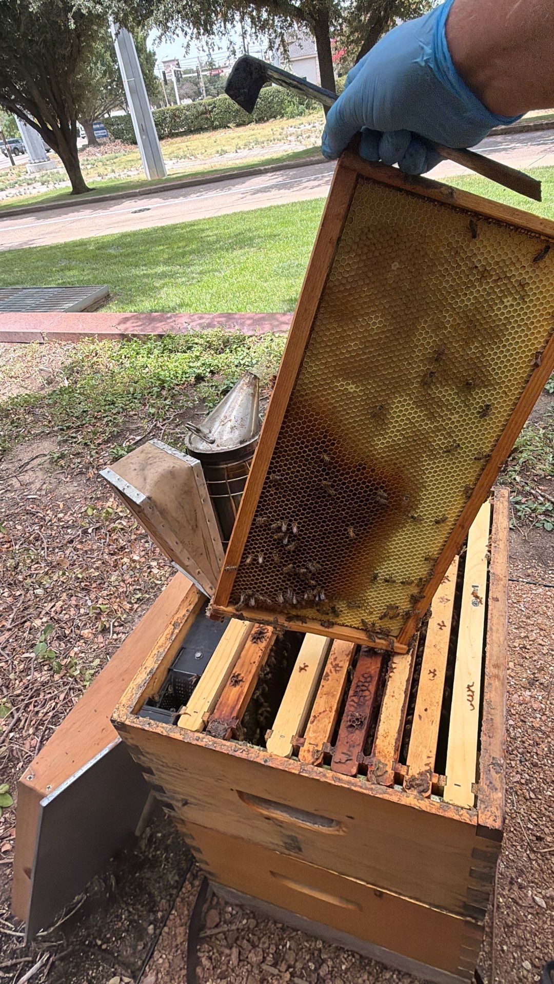 Urban Bees in North Dallas by Rockwall Honey Bee Company