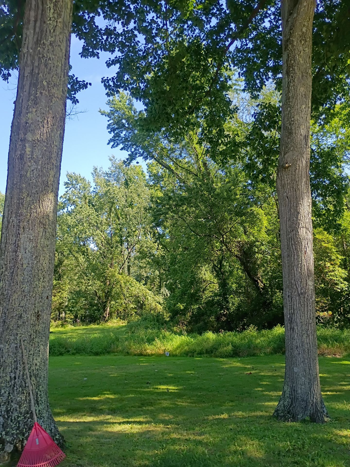 Tree Trimming & Tree Removal in Akron Ohio by Mike Jones & Sons Tree Service LLC 