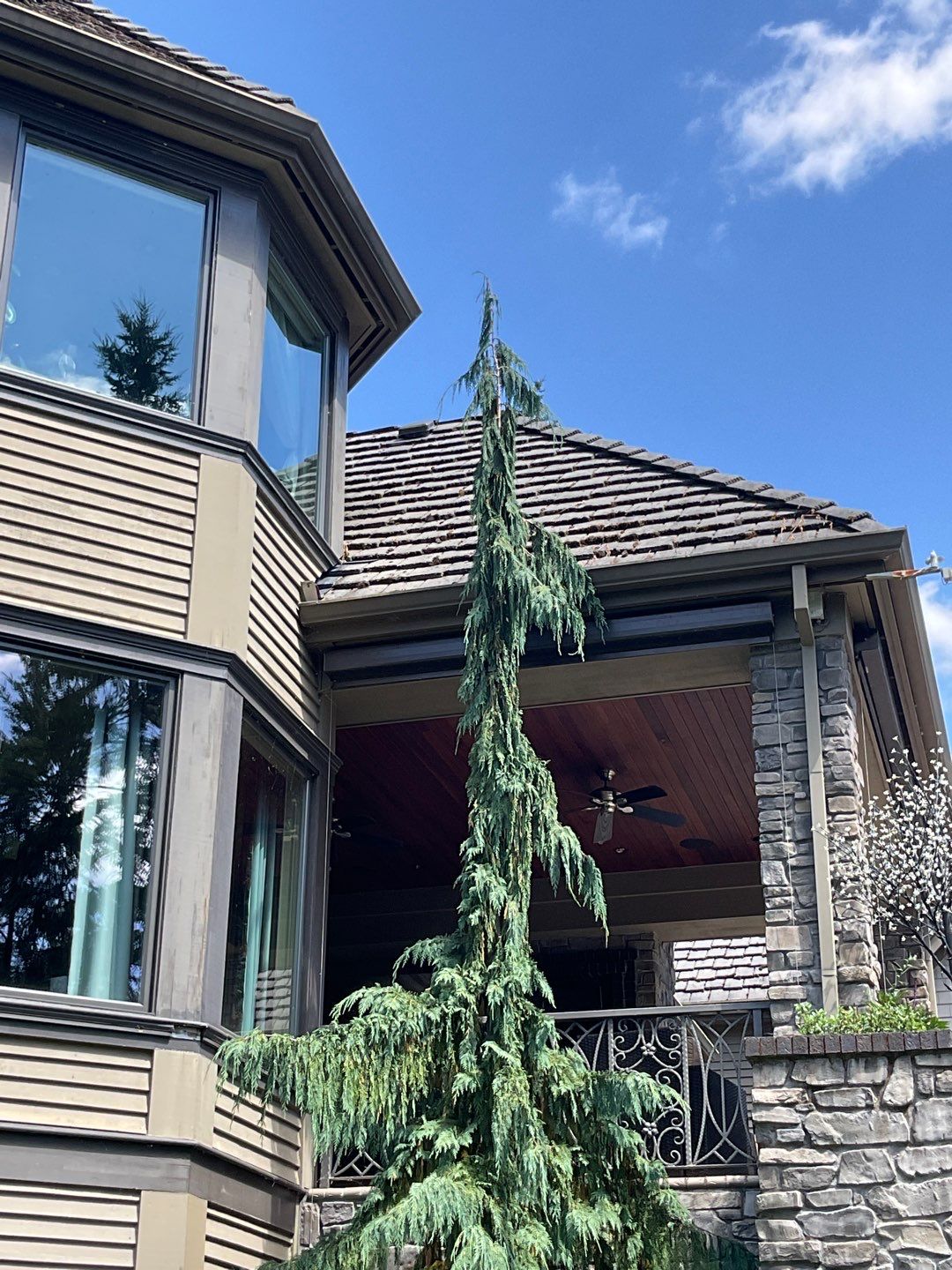 Moss Removal/ Treatment using Biocide by Willamette Outdoor Wash LLC