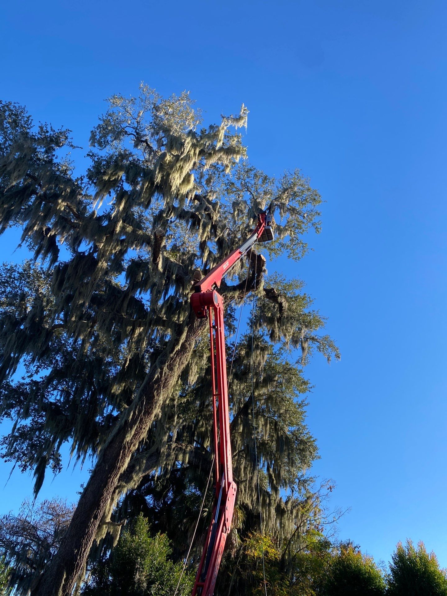 Residential | Tree Service by ProGreen Services