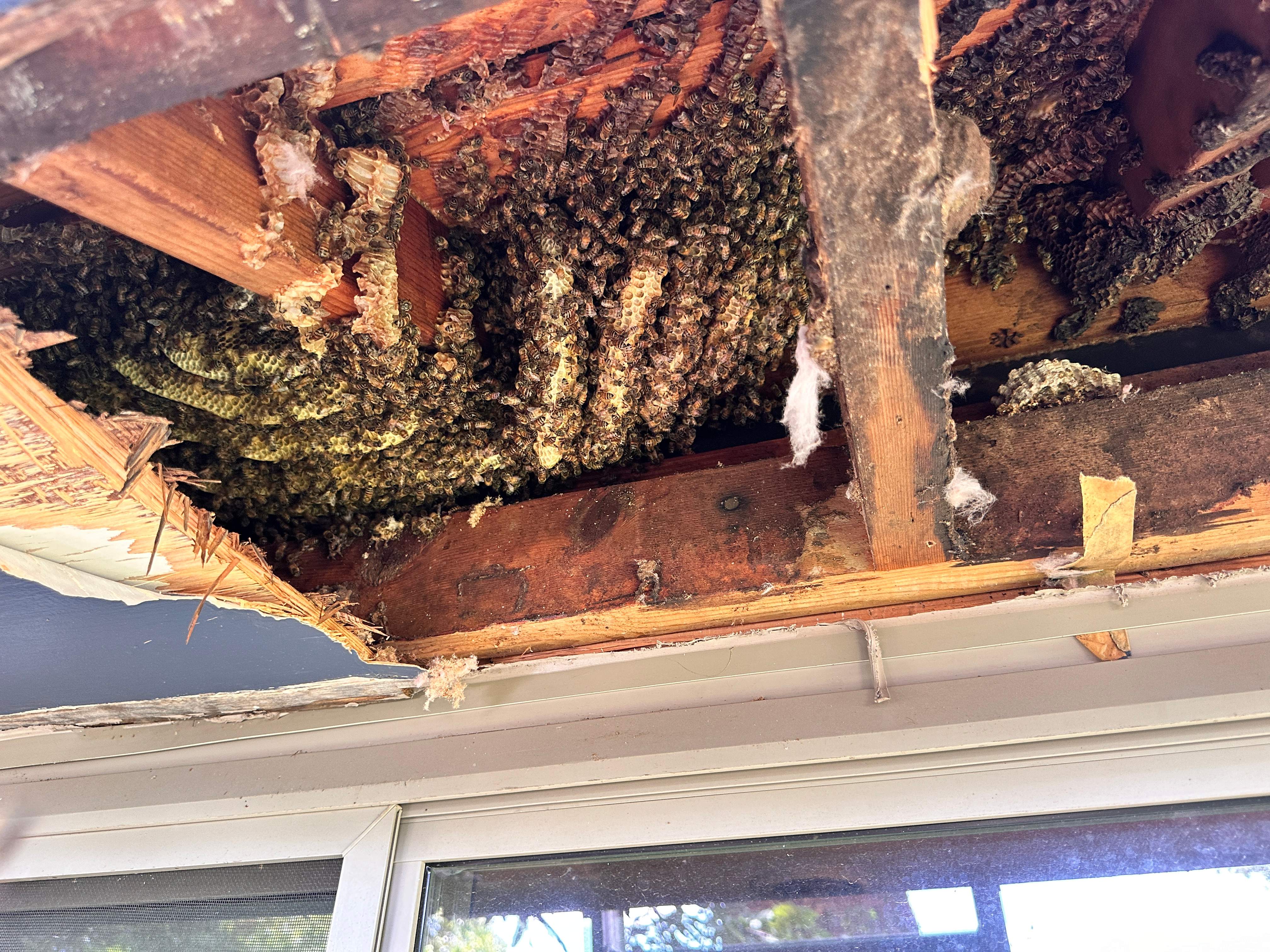 Sneaky! by Rockwall Honey Bee Company