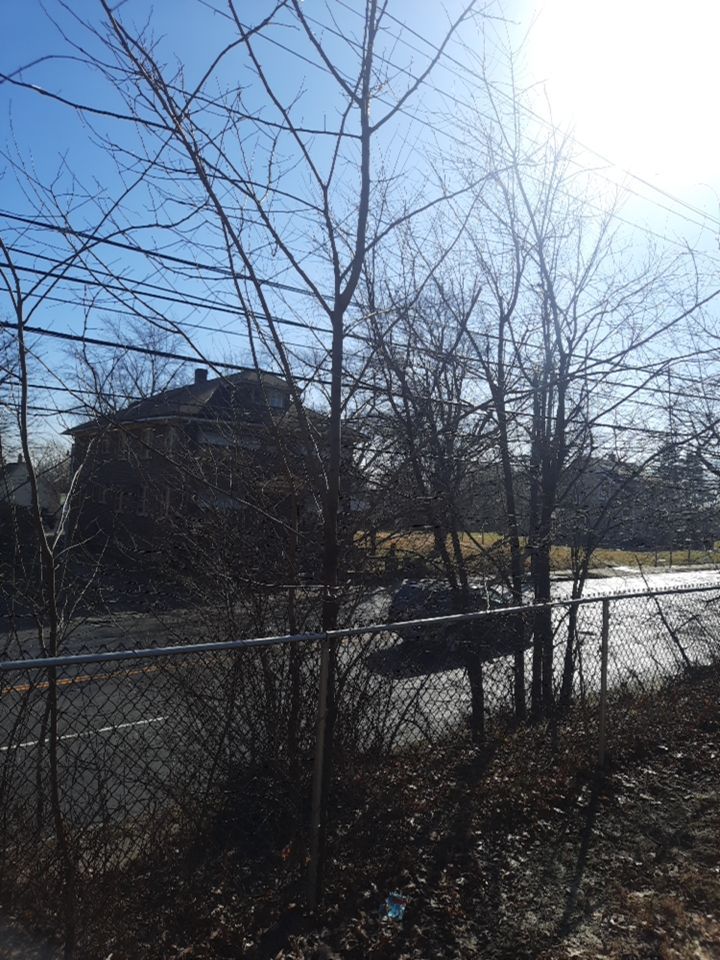 Tree Removal using Tree Removal by Mike Jones & Sons Tree Service LLC 