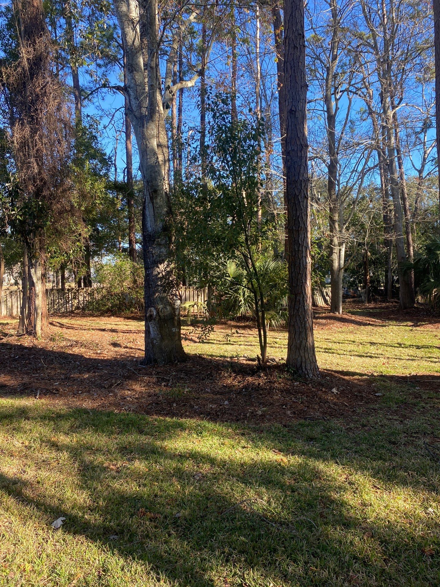 Deerwood Resident | Tree Removal & Clean-Up by ProGreen Services