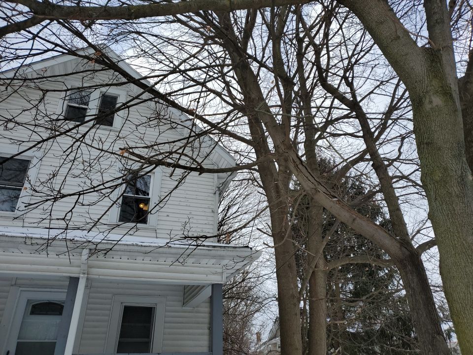 Tree Trimming using Tree Pruing by Mike Jones & Sons Tree Service LLC 