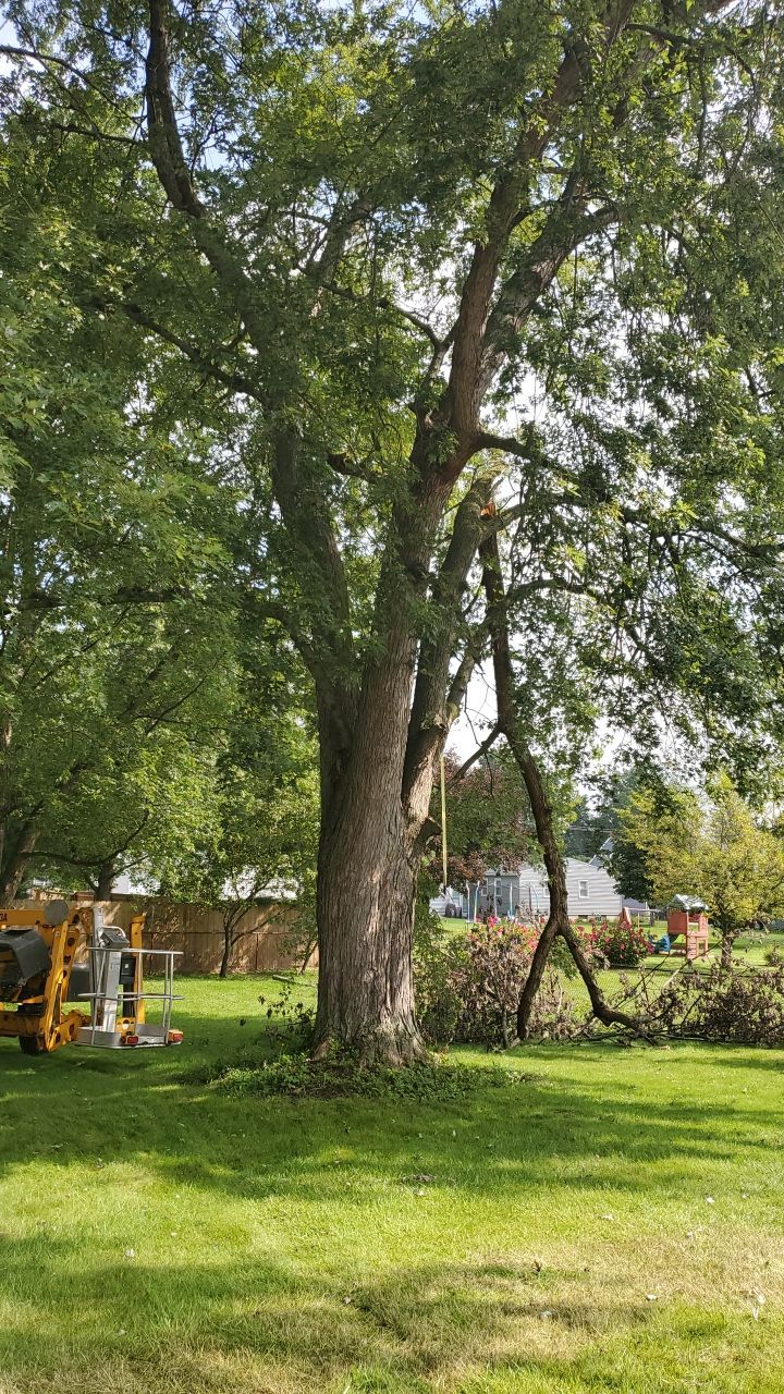 Tree Removal by Mike Jones & Sons Tree Service LLC 