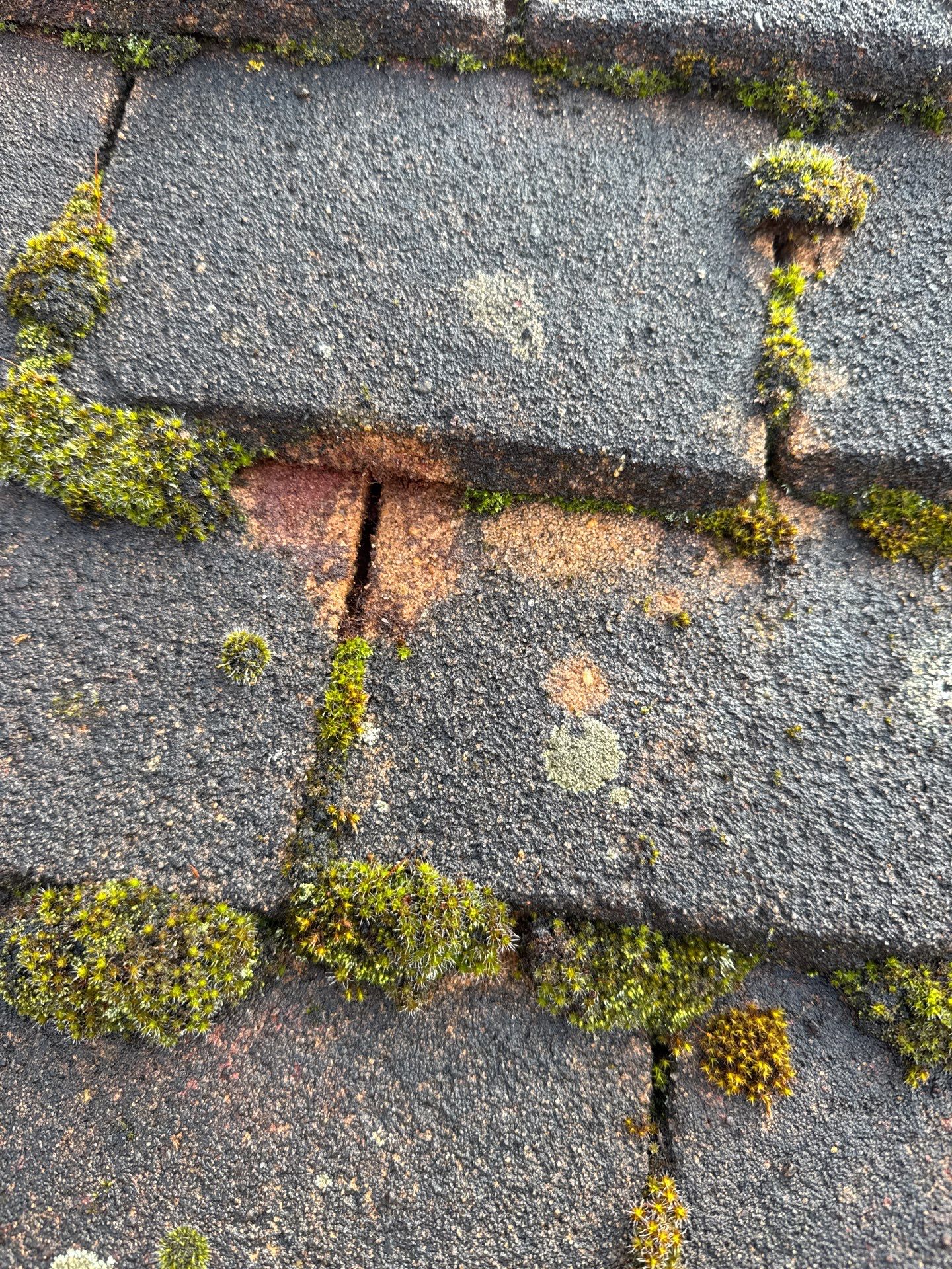 Exterior Clean - Roof - Patio - Driveway using Honda 15lpm Low Pressure Washing Machine by Ges Exterior Cleaning ltd