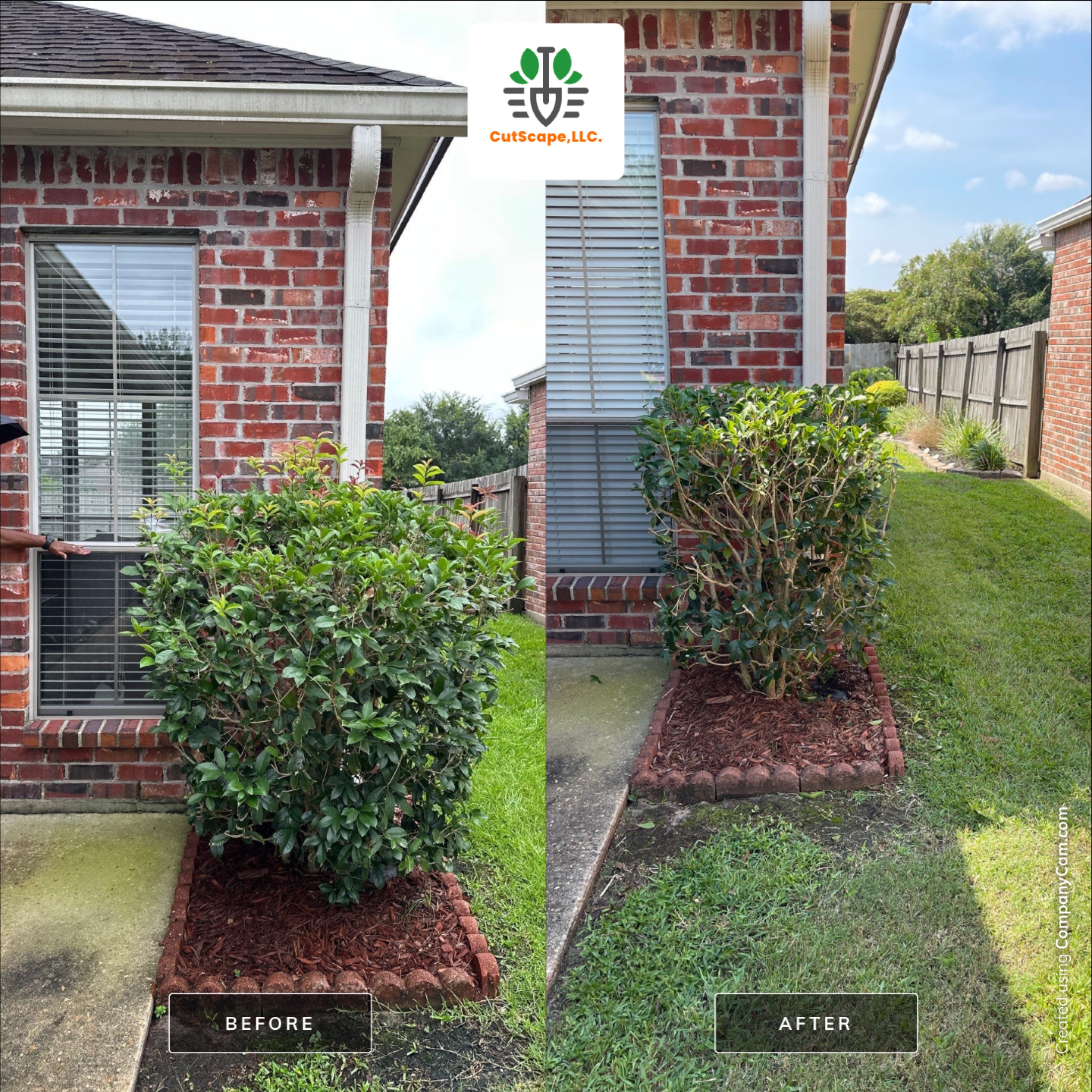 HEDGE TRIM / BED CLEAN / MULCH INSTALL using BROWN MULCH "BARK BRITE" by CutScape, LLC.