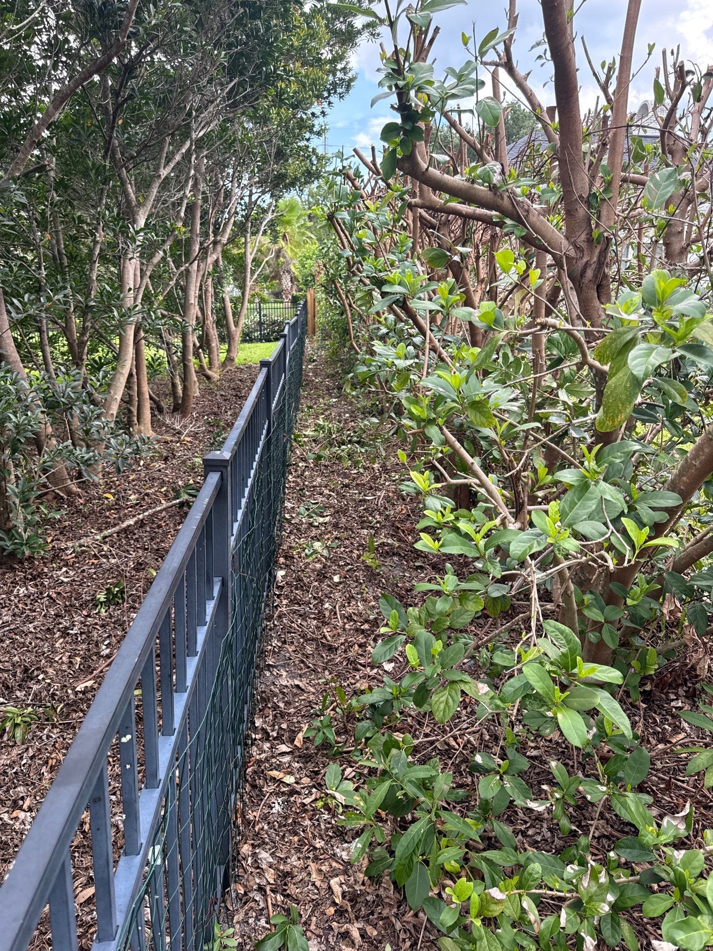 Deerwood Resident | Shrub Trimming by ProGreen Services
