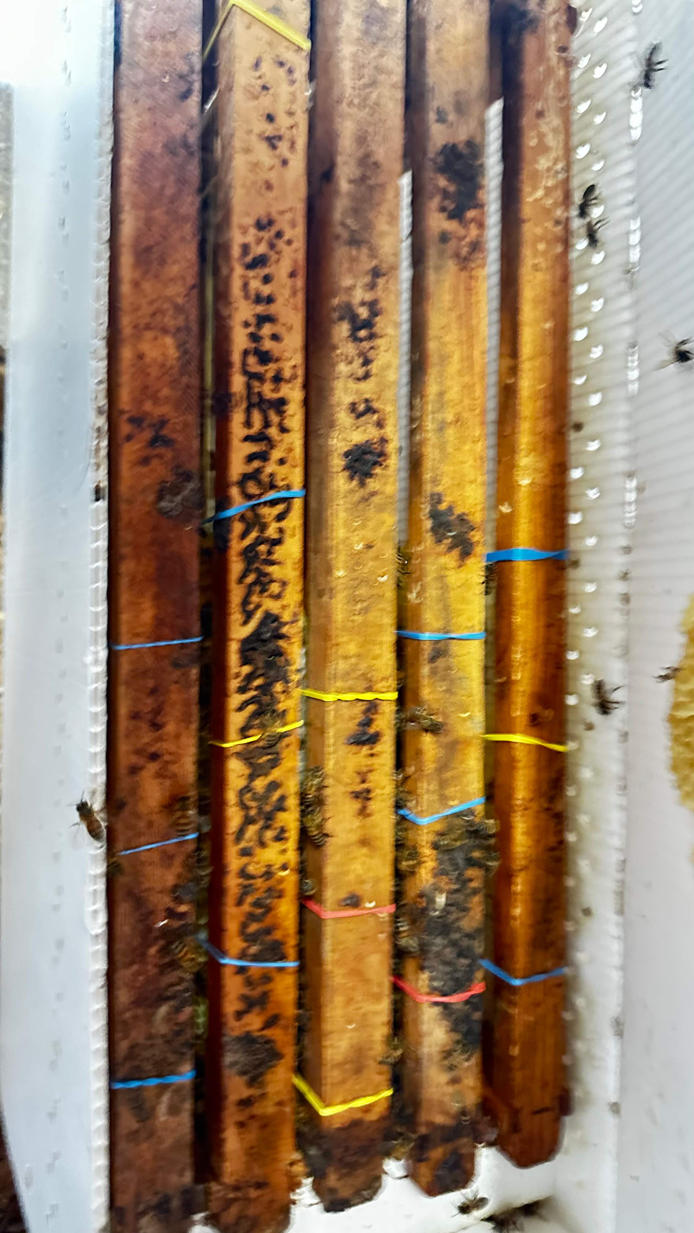 Under a Shed  by Rockwall Honey Bee Company